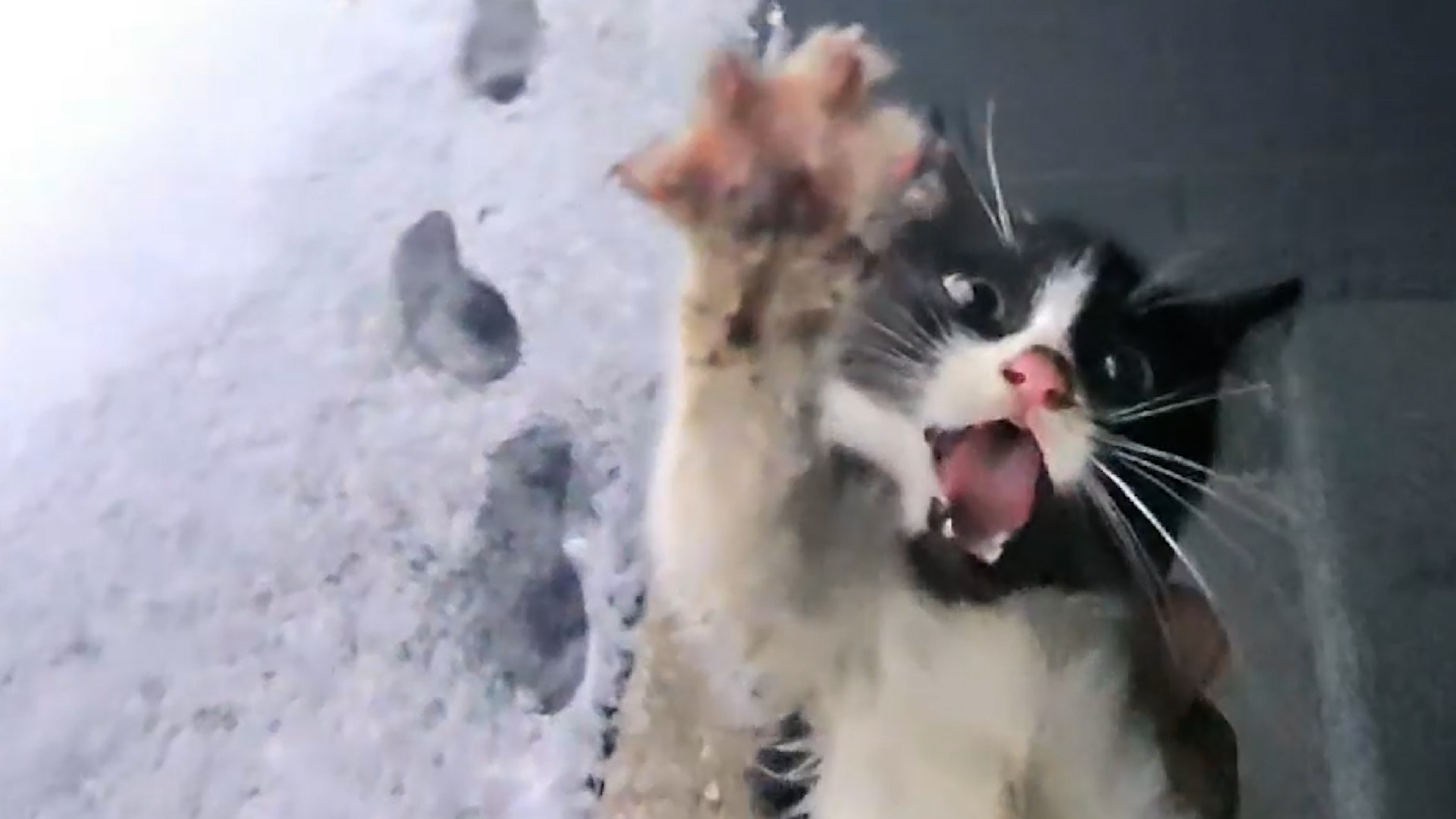 Amid The Snow, Tiny Kitten's Cries Bring Help