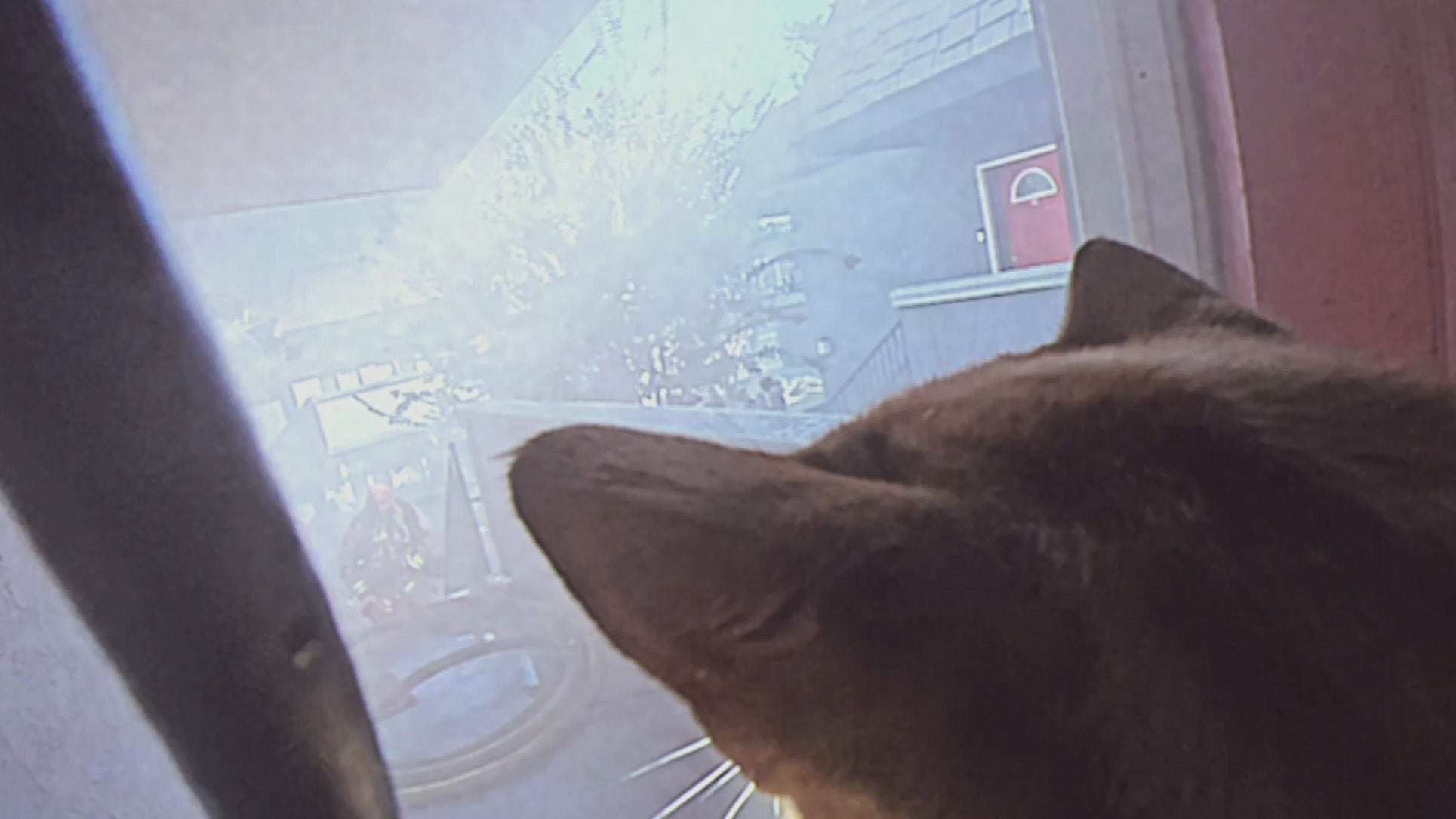 cat being rescued from fire