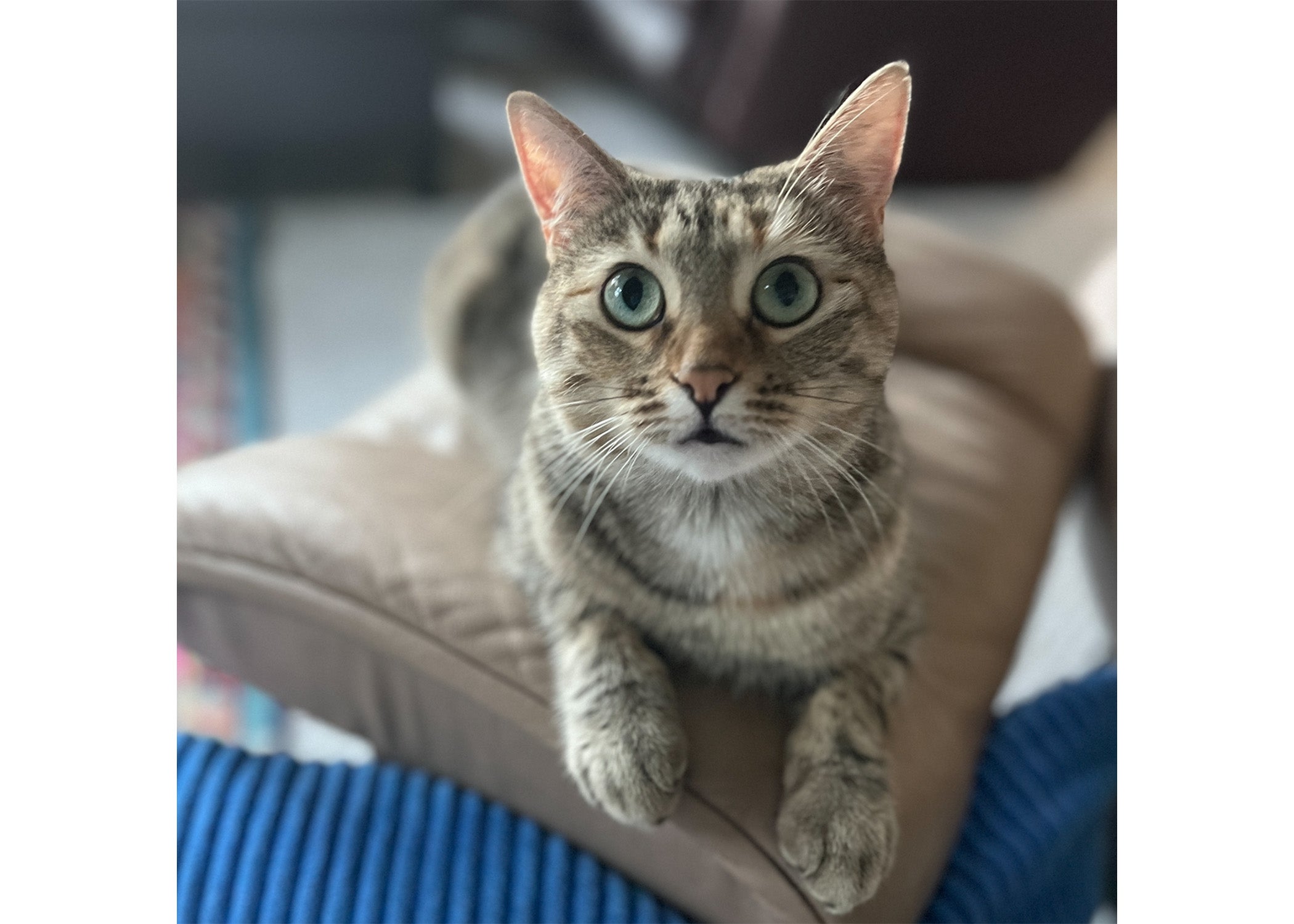 Weather Buddies: 'Gabriella'