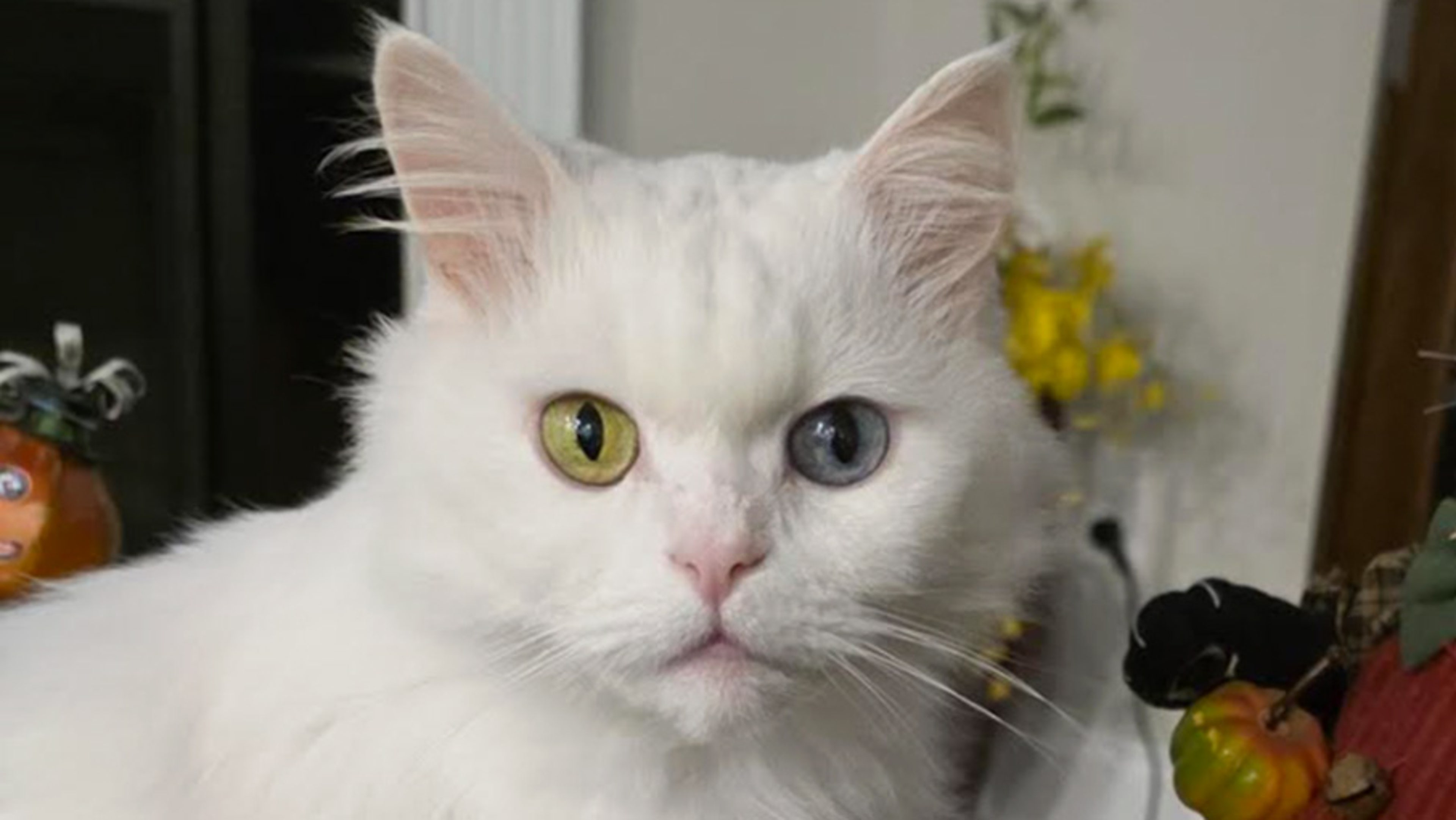 a white cat