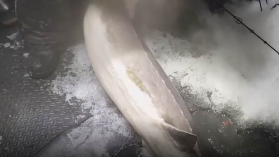 Icy Catch Likely Biggest Ever Hooked in Minnesota Videos from The