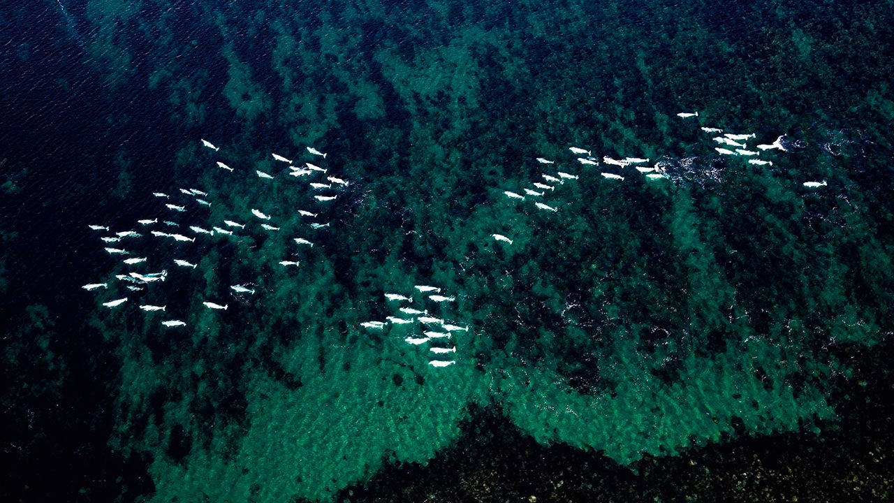 Stunning Aerials of African Wildlife (PHOTOS)