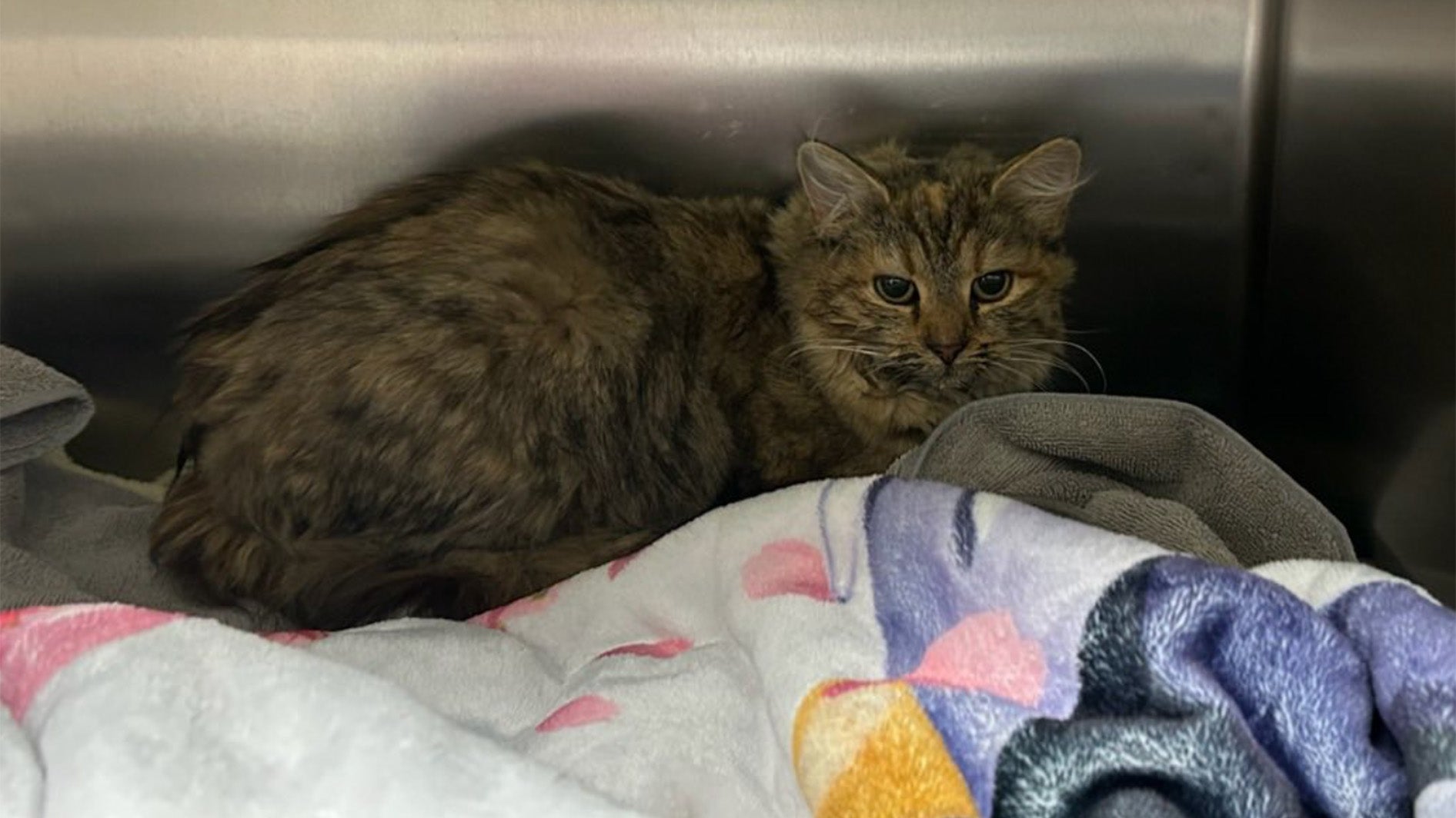 Frigid Temperatures Lead To Unusual Cat Rescue In Tennessee