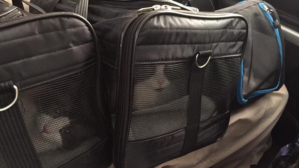 As Fort McMurray Wildfire Blazes On, Community Rallies to Rescue Animals