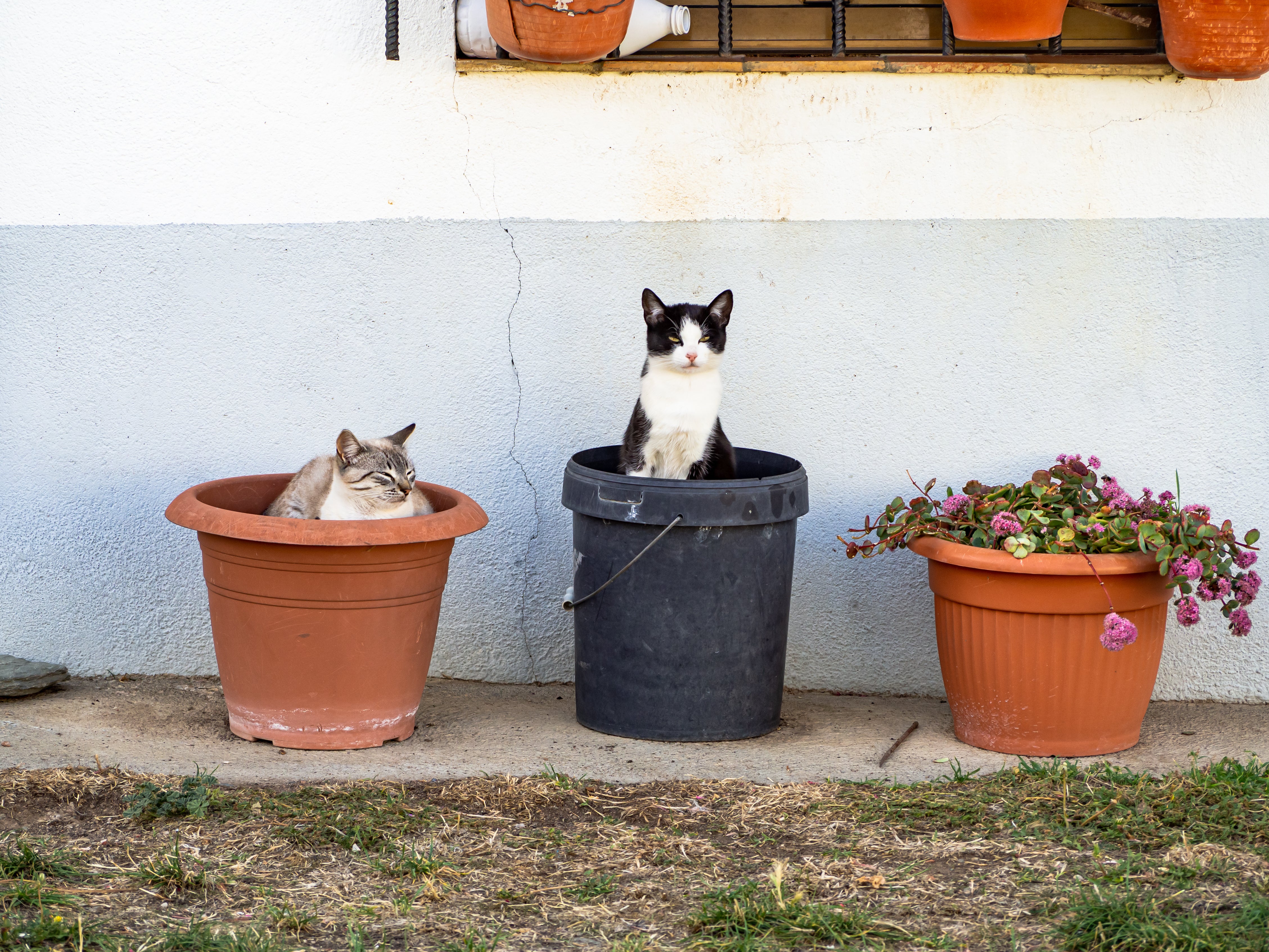 A Plant Guide For Pets: What&rsquo;s Safe And What Should Be Avoided?