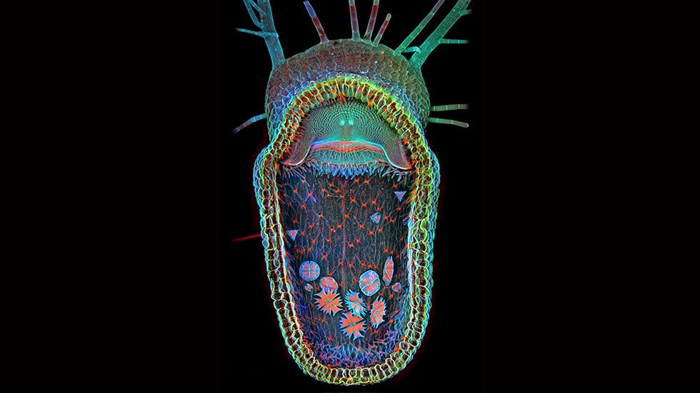 Olympus BioScapes Digital Imaging Competition 2013 Reveals an Intimate Look at Flowers and More (PHOTOS)