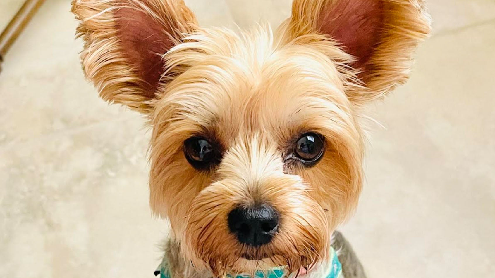 Weather Buddies: 'Charlie'