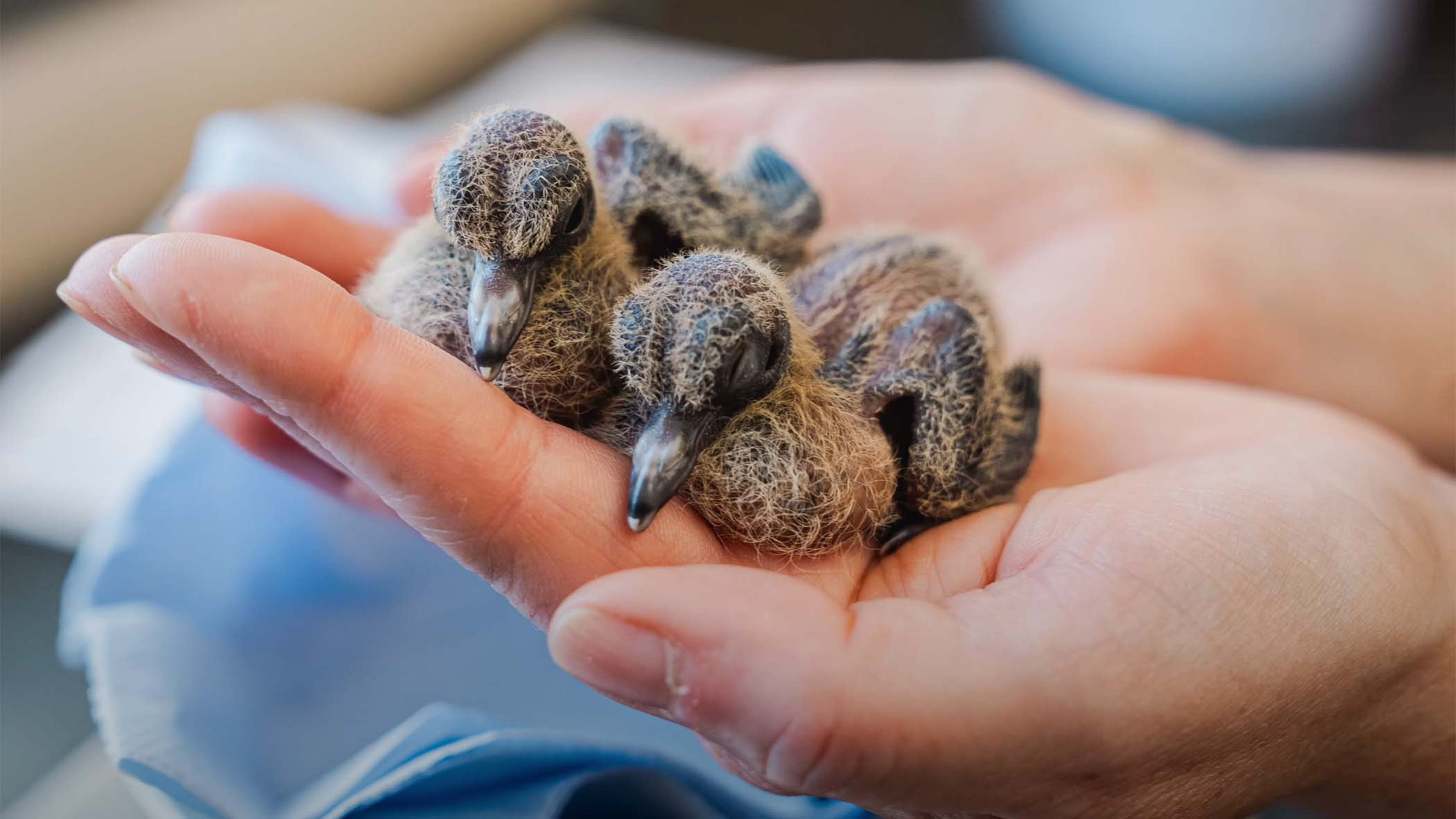baby chicks