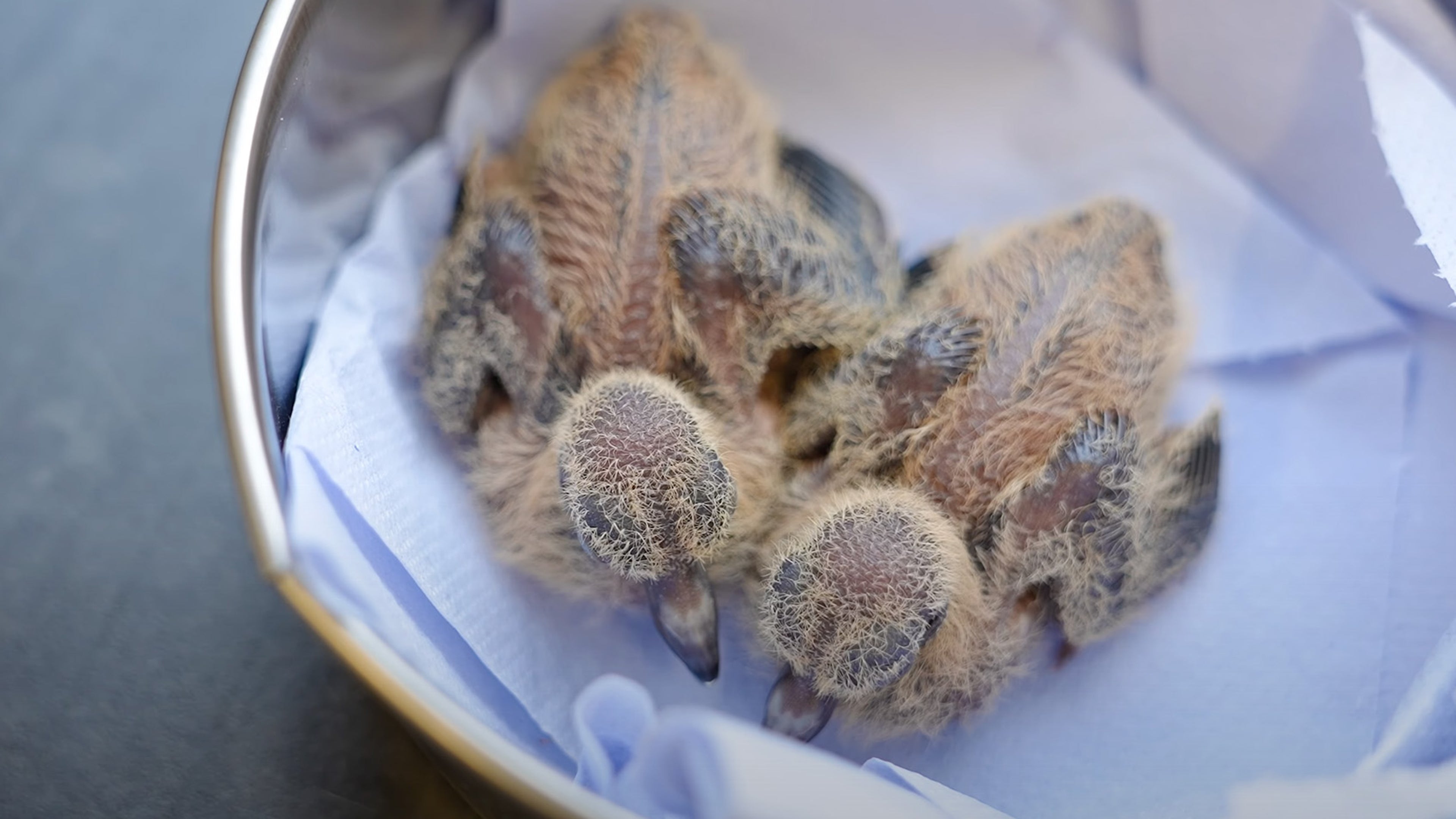 baby chicks