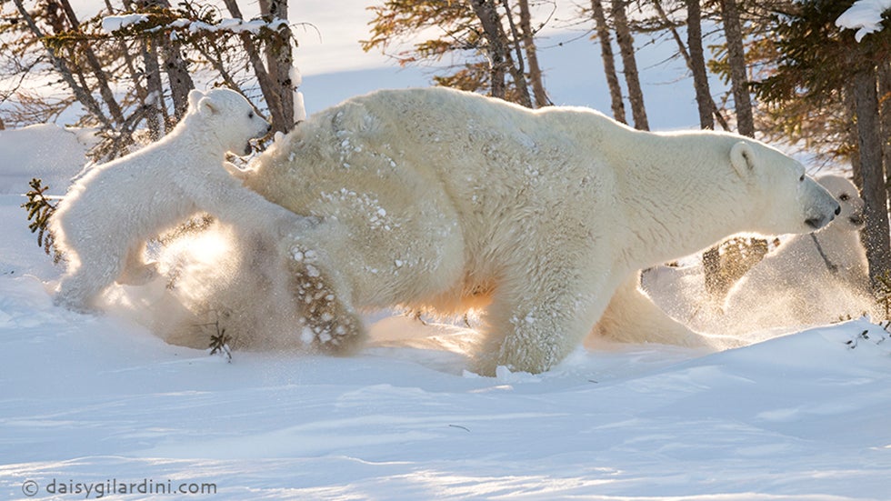 polar bear(バランタインファイネスト&シャトーカルヴァドス) Polar Bear Spotted Wandering Green, Snowless Mountainside