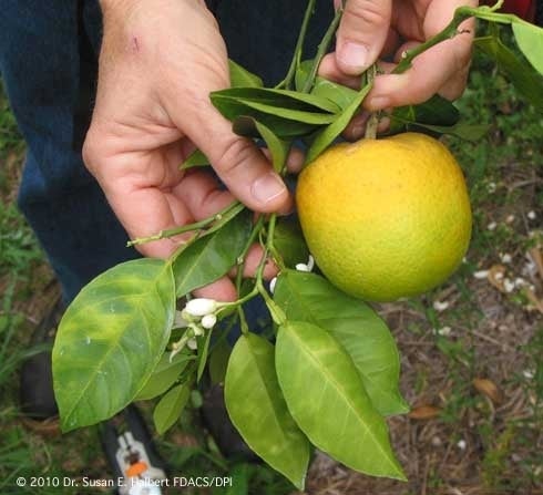 Incurable Disease Threatens U.S. Citrus Crop