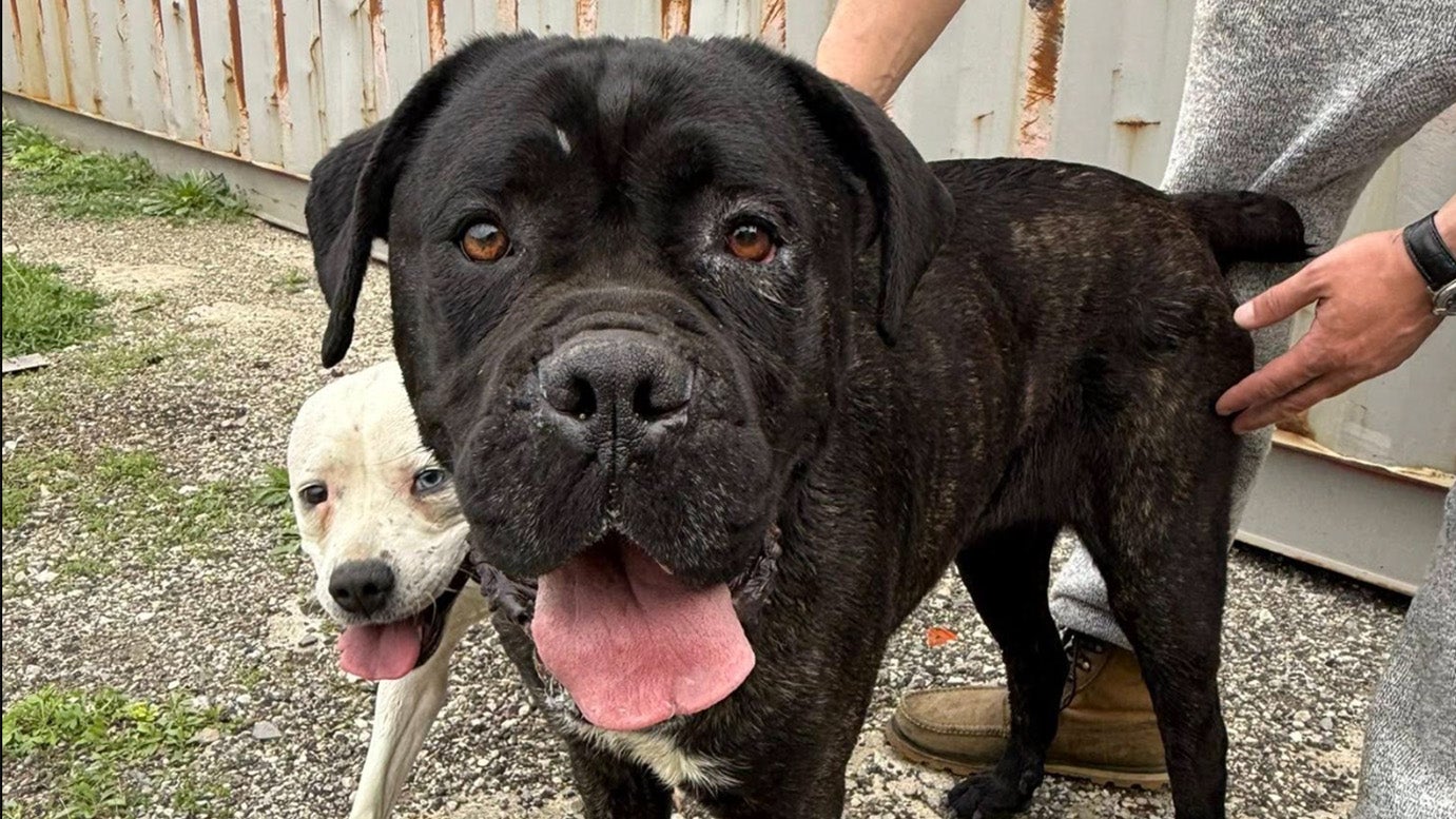 Teamwork Saves Dog Trapped in Lake Erie Drainage Area