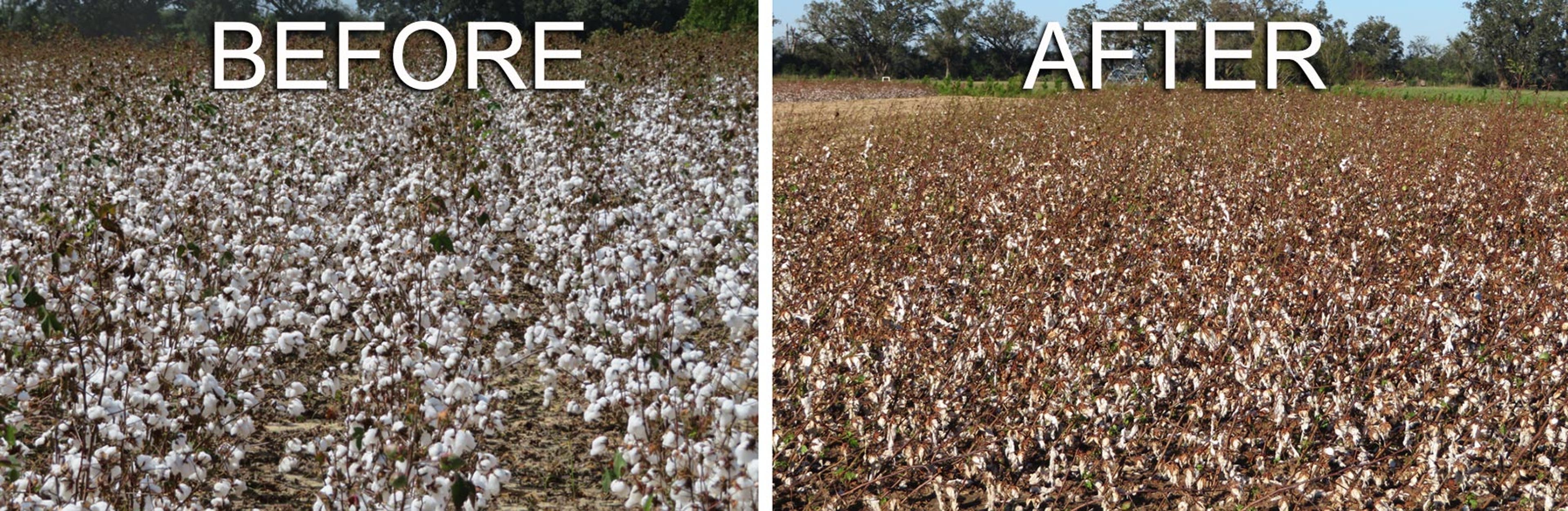 Cotton fields in southern Georgia before and after Hurricane Michael. 