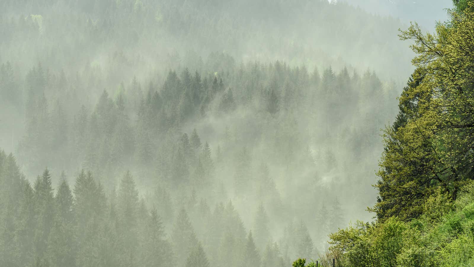 Snow Pollen Longer Allergy Season: Most Affected U.S. Regions | Weather.com