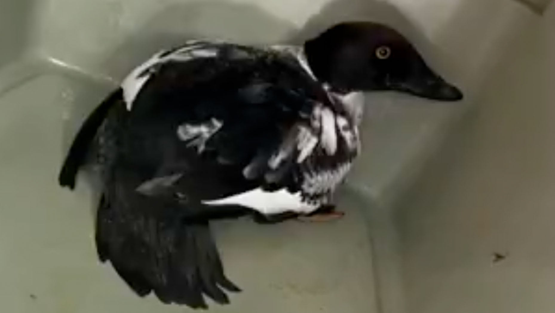 coloradobird.jpg