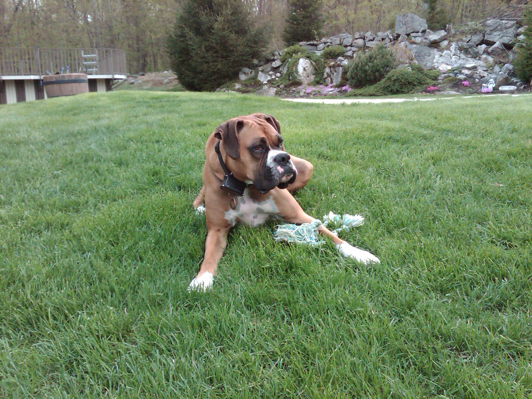 Dog Care: Allergies