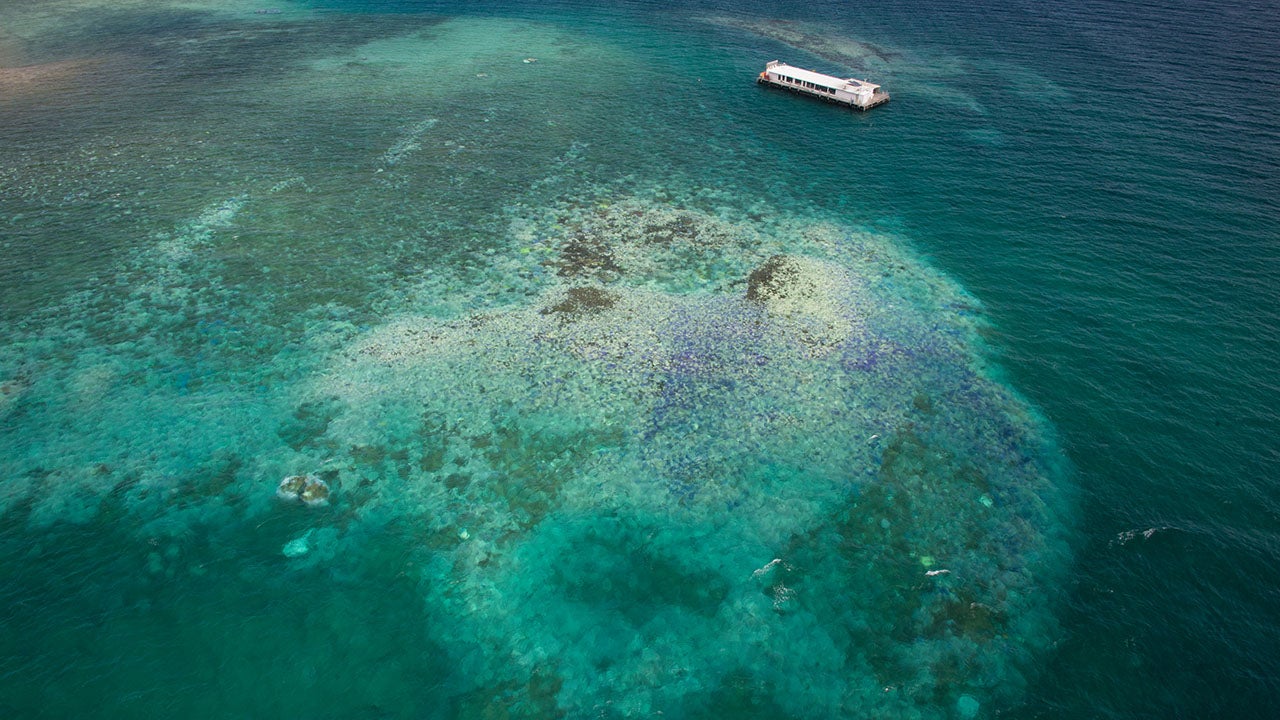 Stunning Photos of Coral Bleaching in Okinawa and New Caledonia 