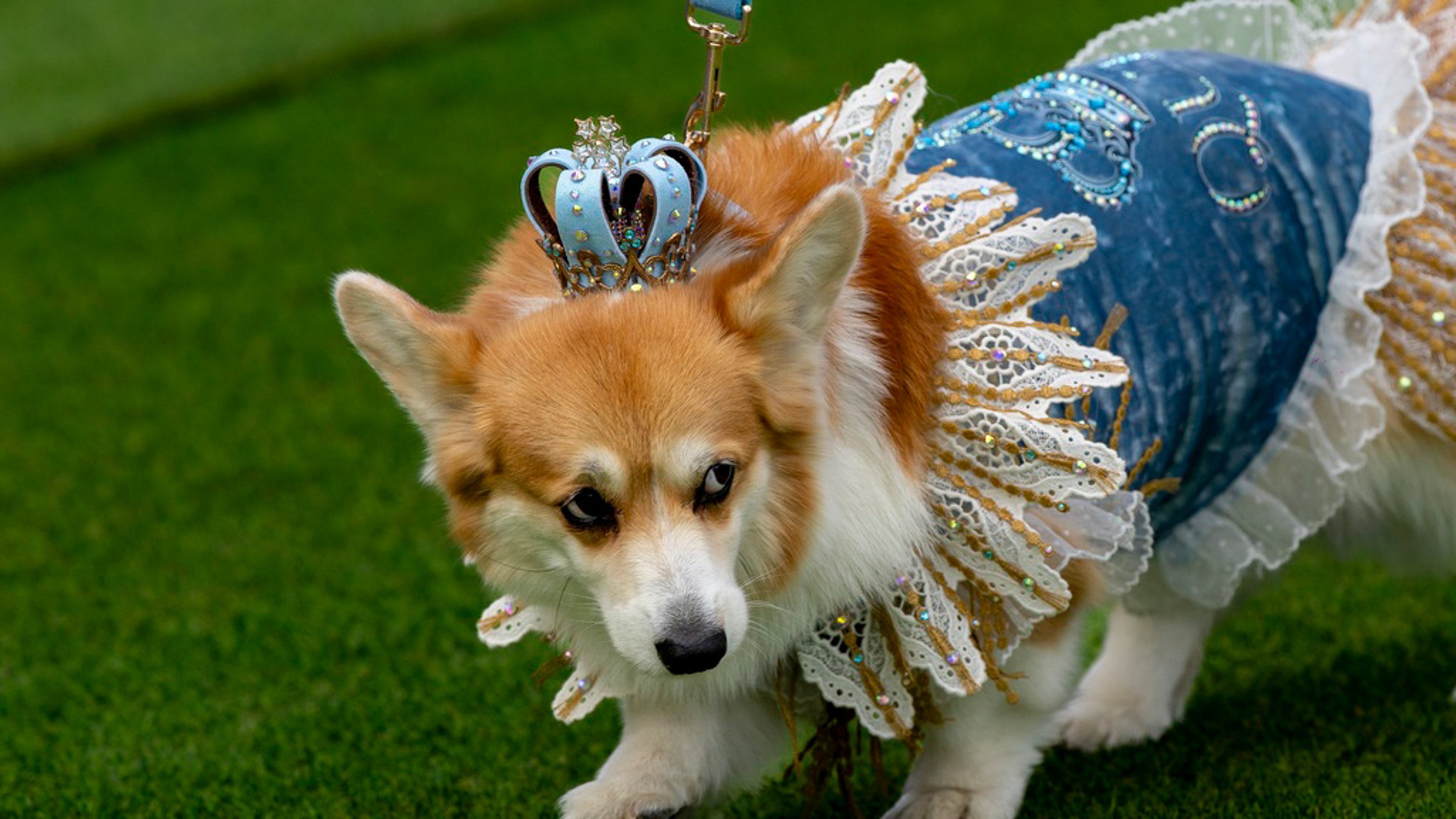 corgis