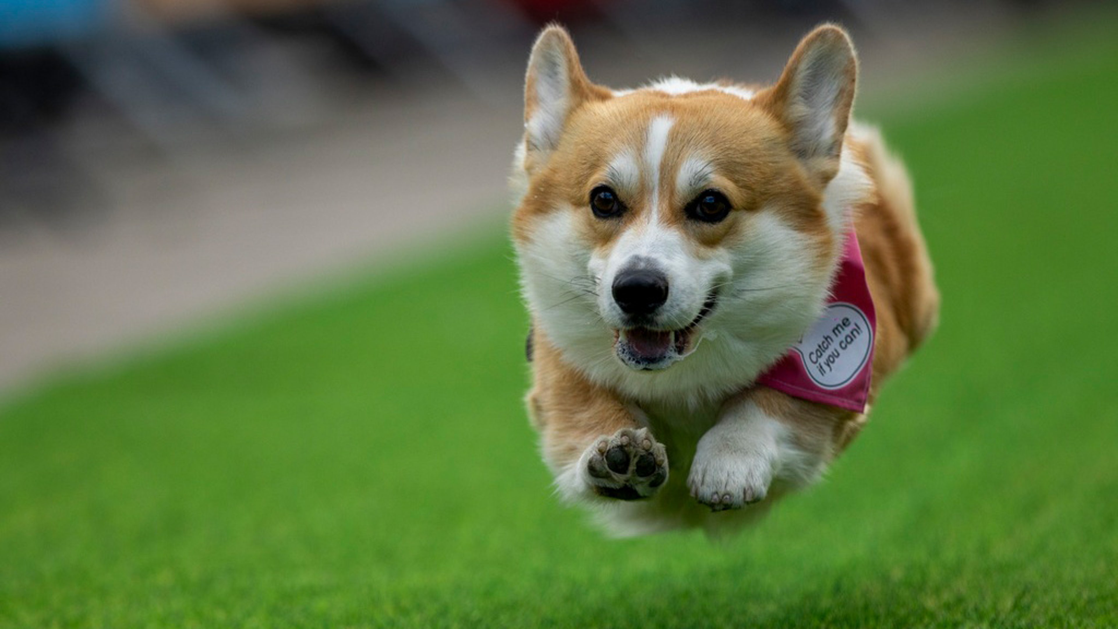 corgis