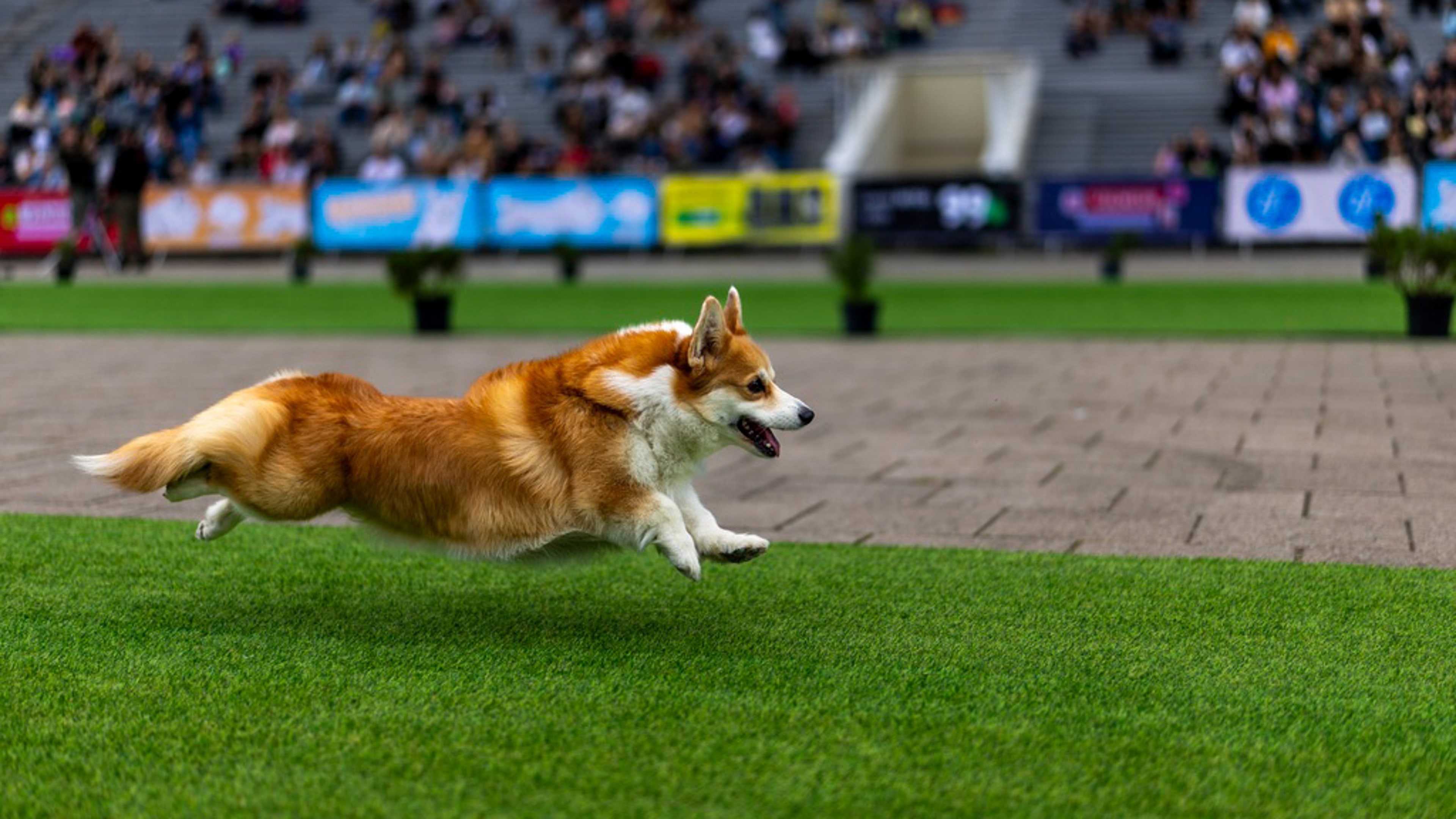 corgis