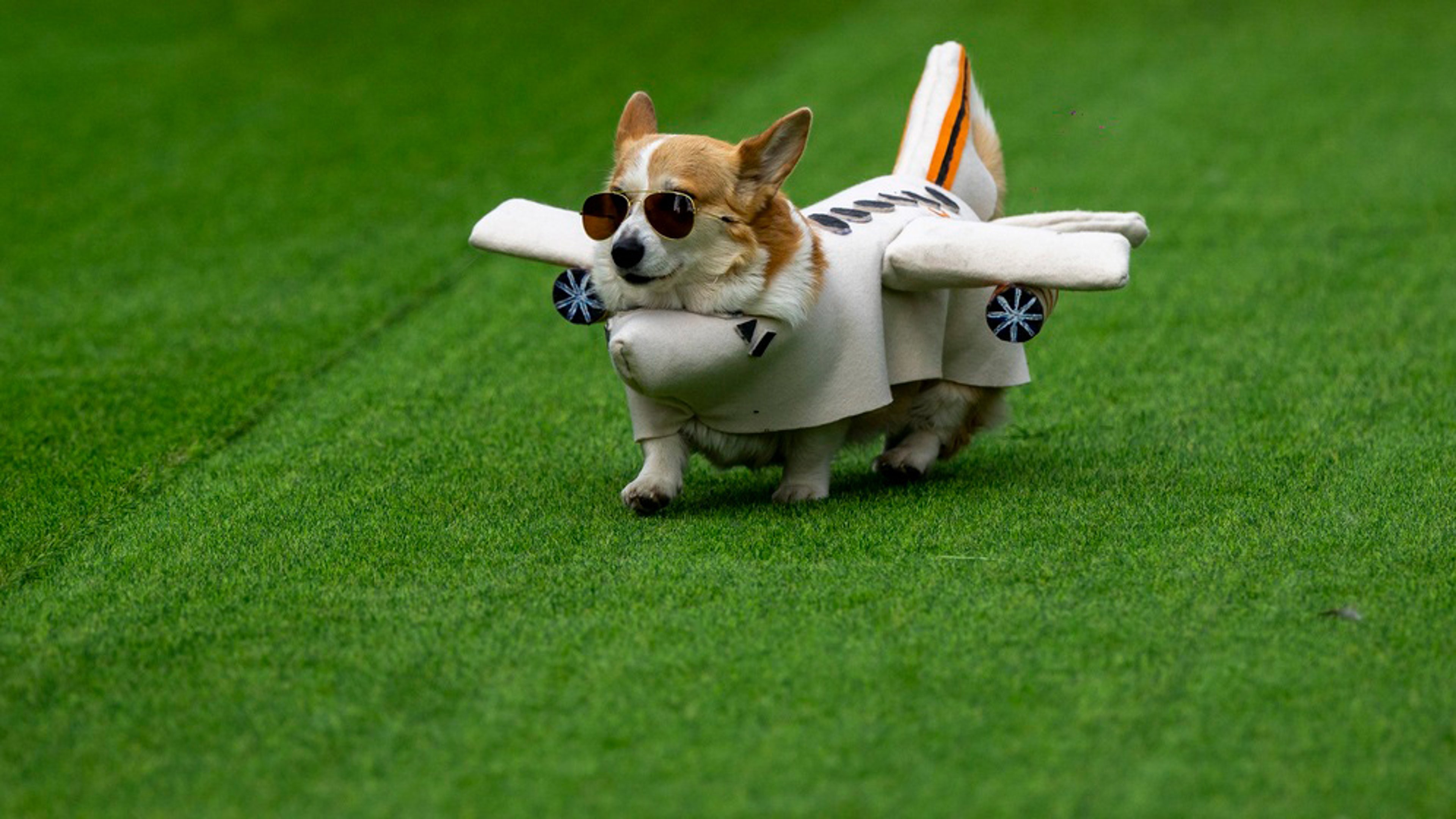 corgis