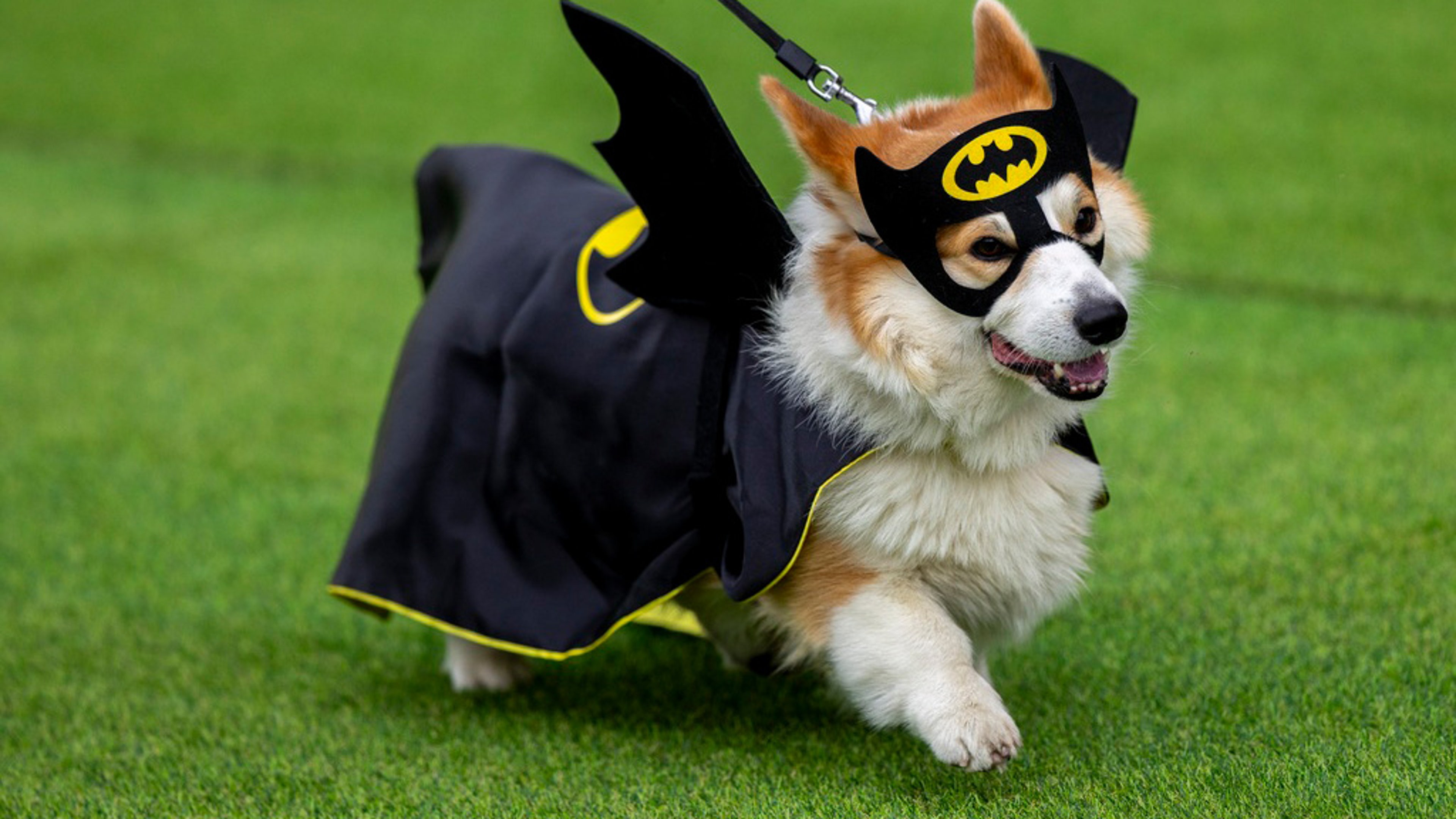 corgis