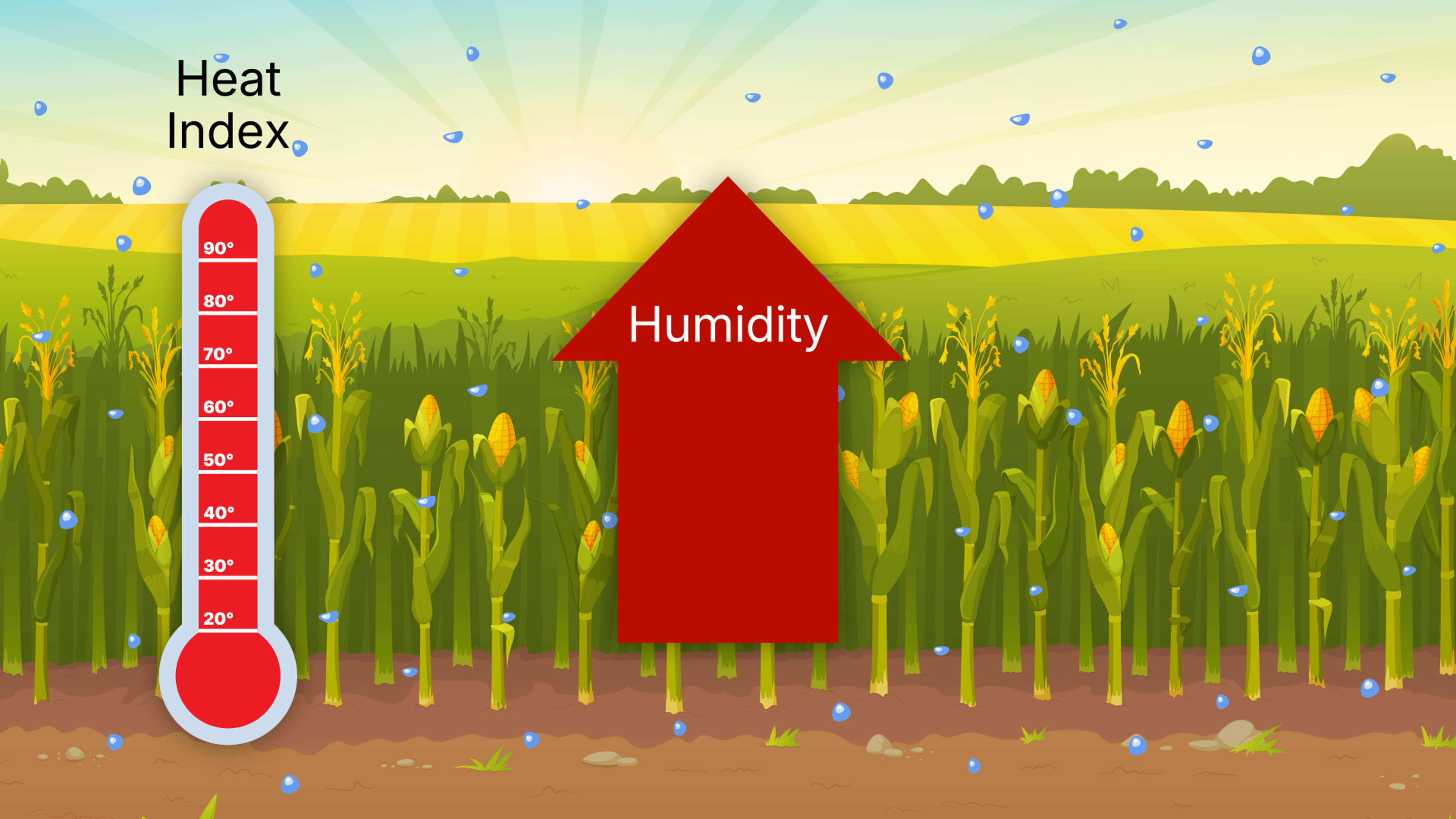 corn_sweat_00582.png