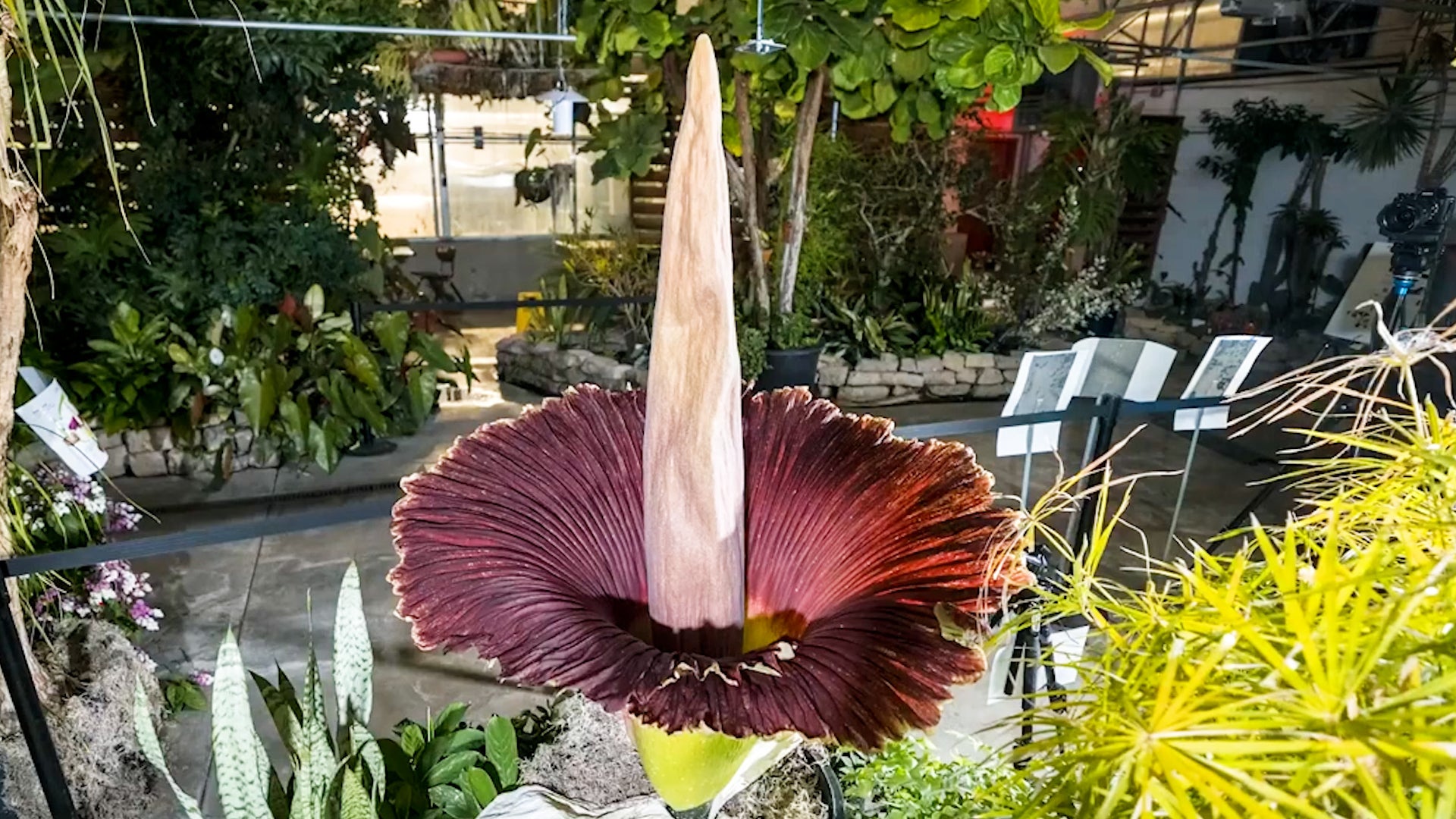 Corpse Flower Bloom Attracts Thousands