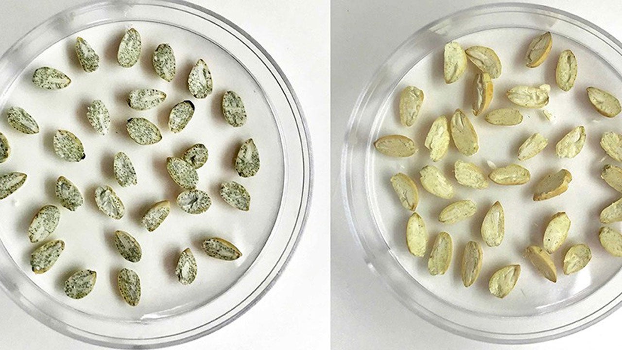 usda-announces-edible-cotton-one-step-closer-to-farms-grocery-stores