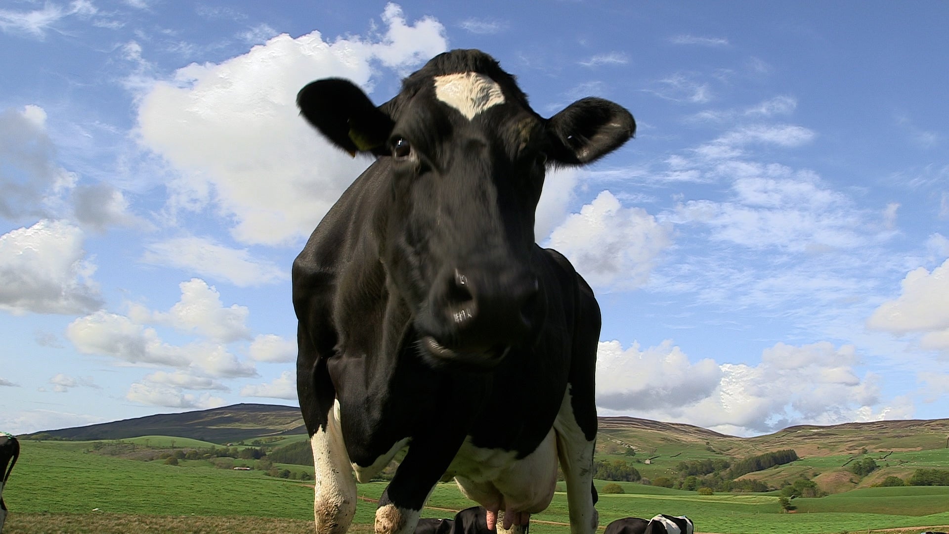 Second Report Of Bird Flu Spread From Cows To Human