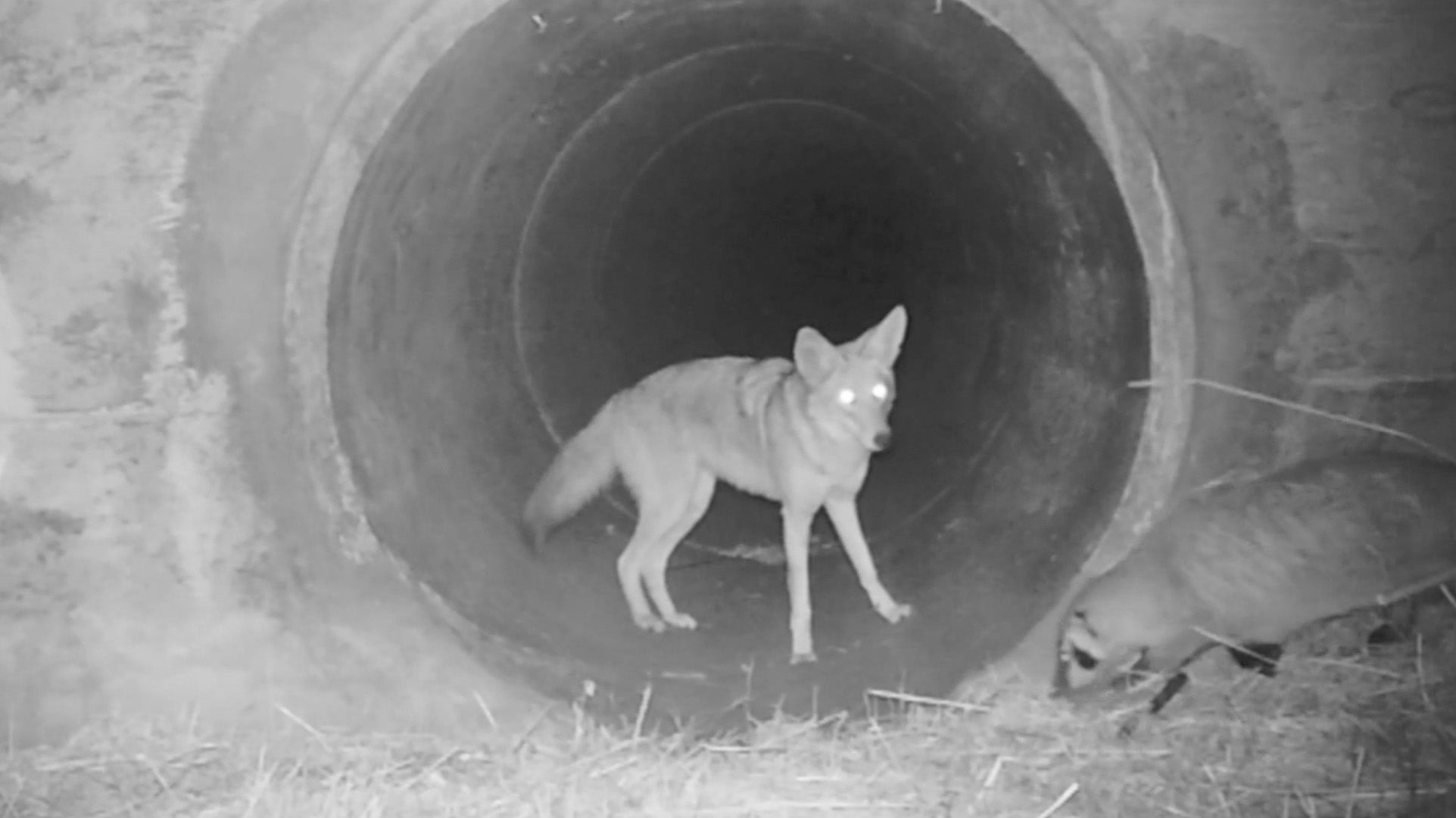 Orphaned Coyote Is Too Cute to Handle 