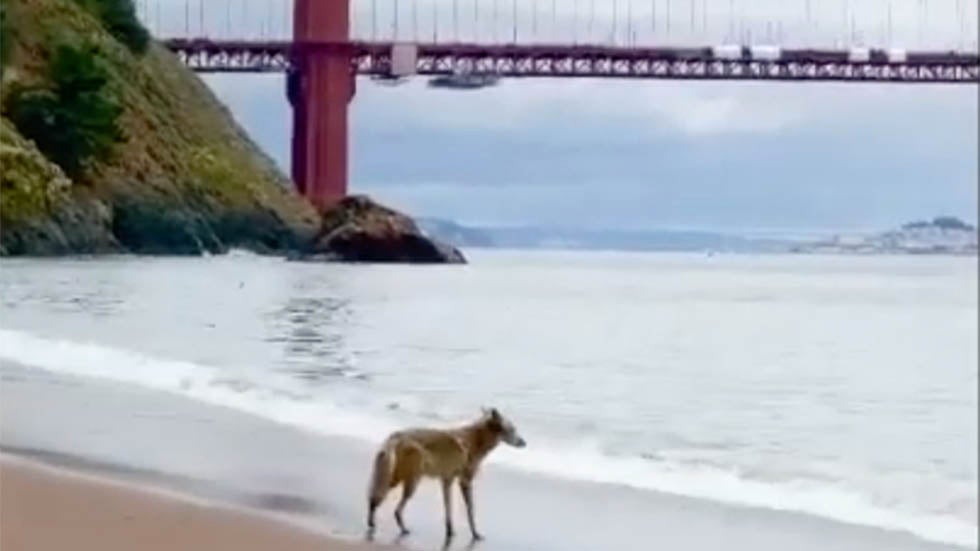 Coyote Roams Near the Golden Gate Bridge Amid Coronavirus Lockdown