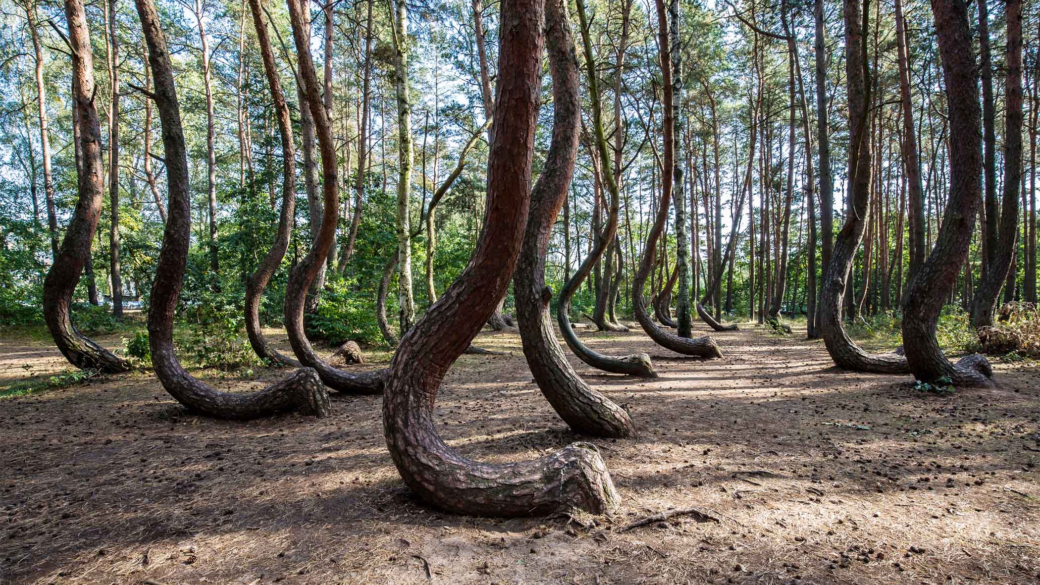 crooked forest