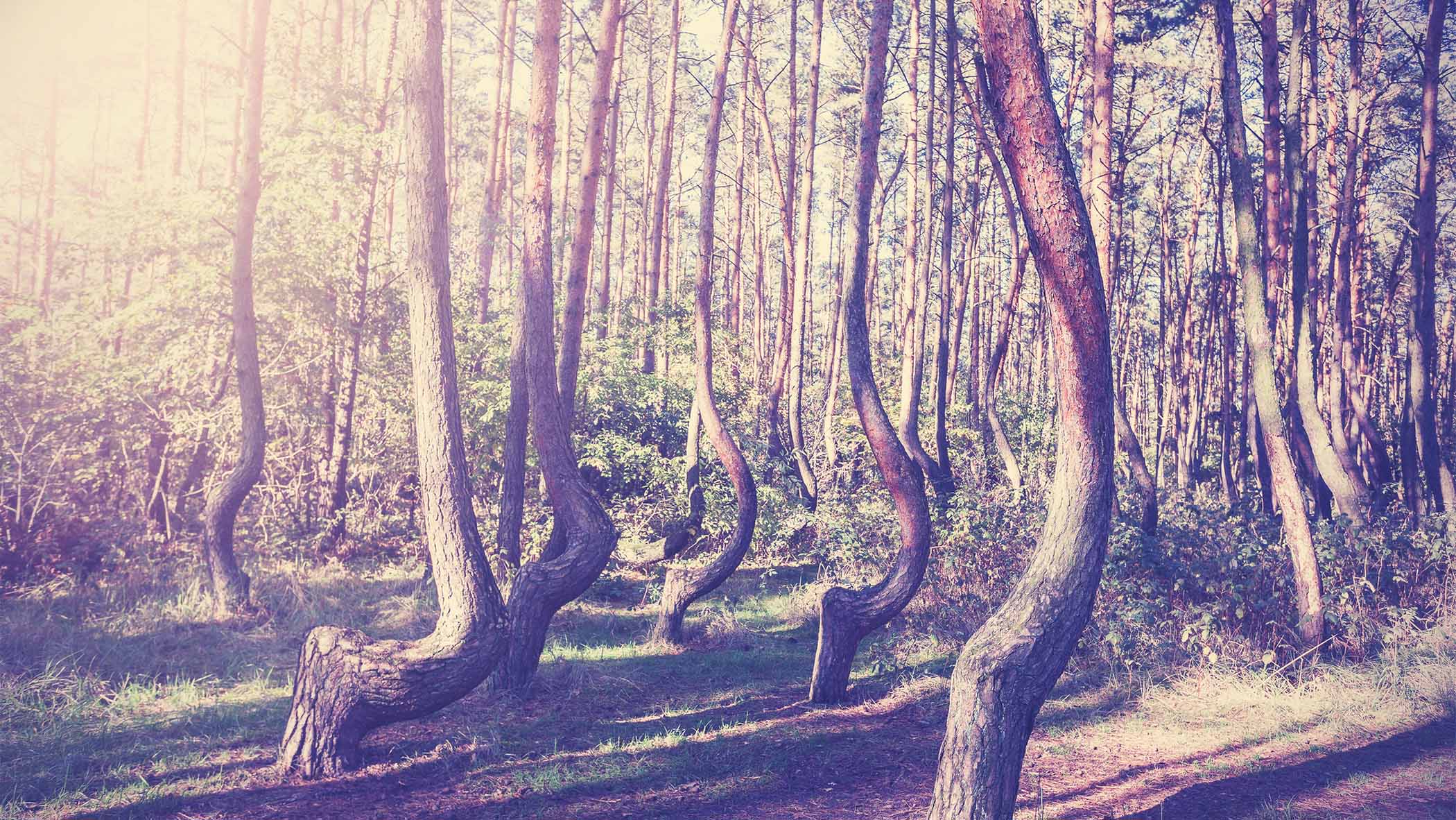 crooked forest