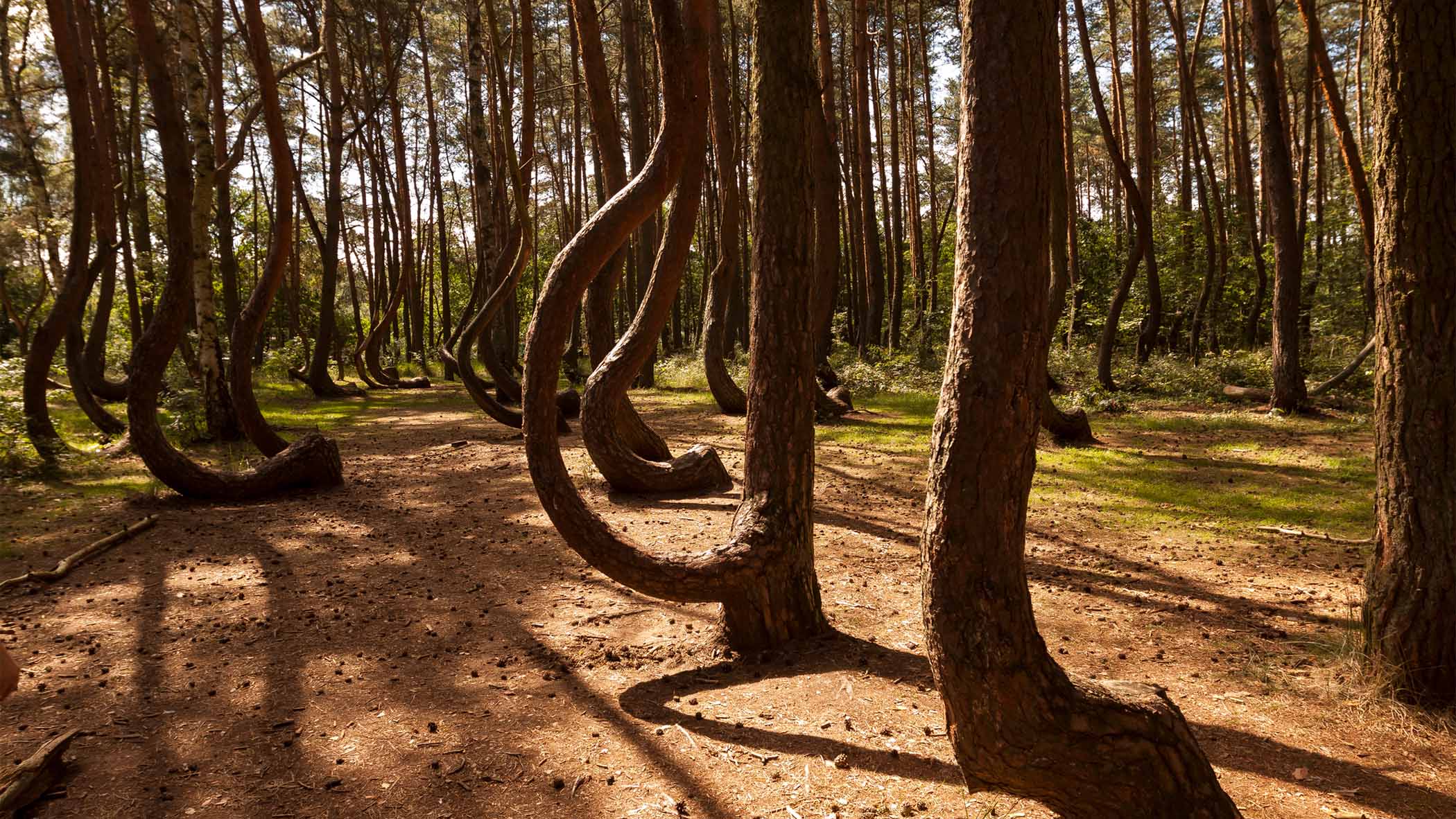 Where In The World Is ... The Crooked Forest?