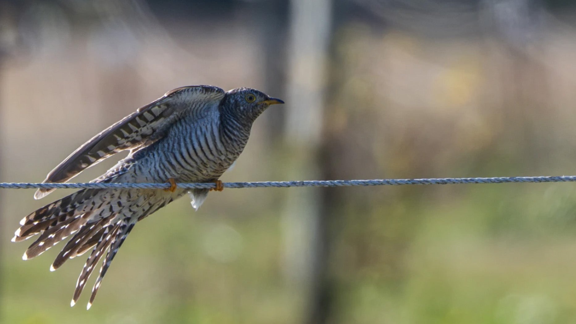 First-Ever Common Cuckoo Spotted in New York Sparks Birding Frenzy