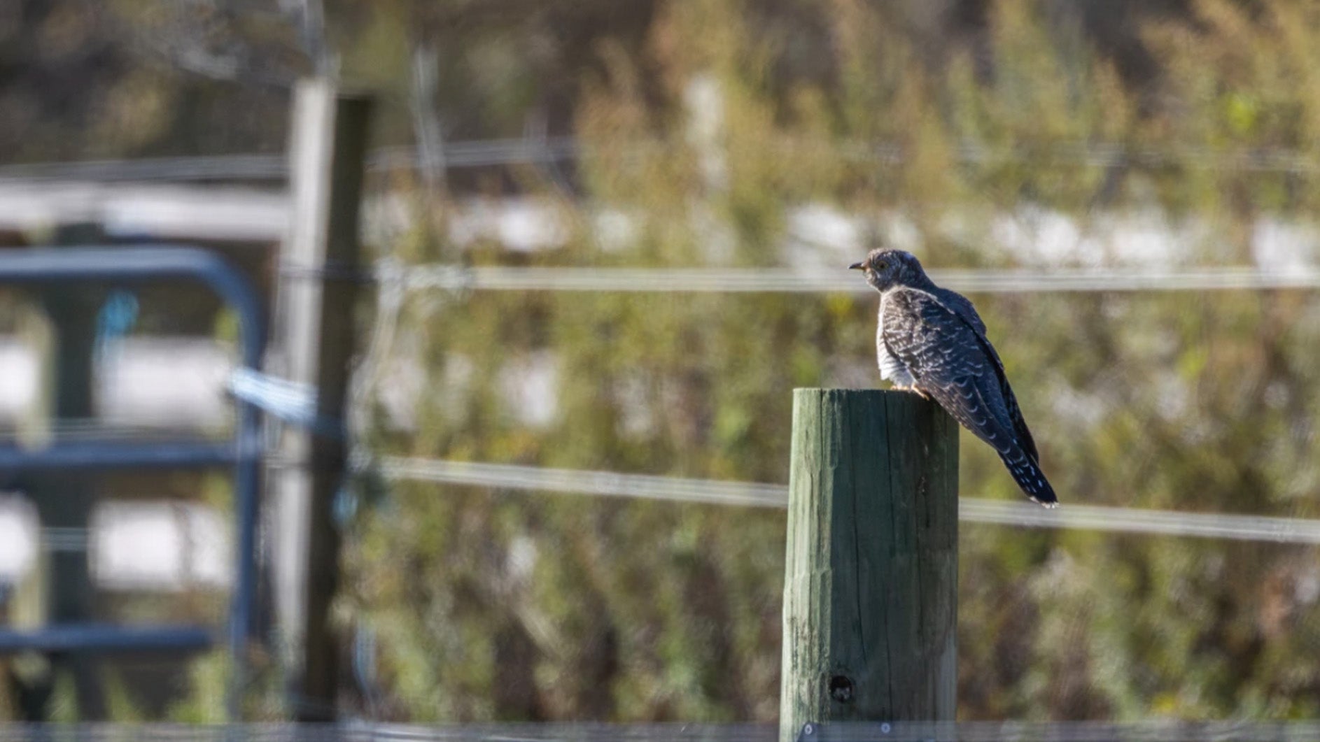 First-Ever Common Cuckoo Spotted in New York Sparks Birding Frenzy