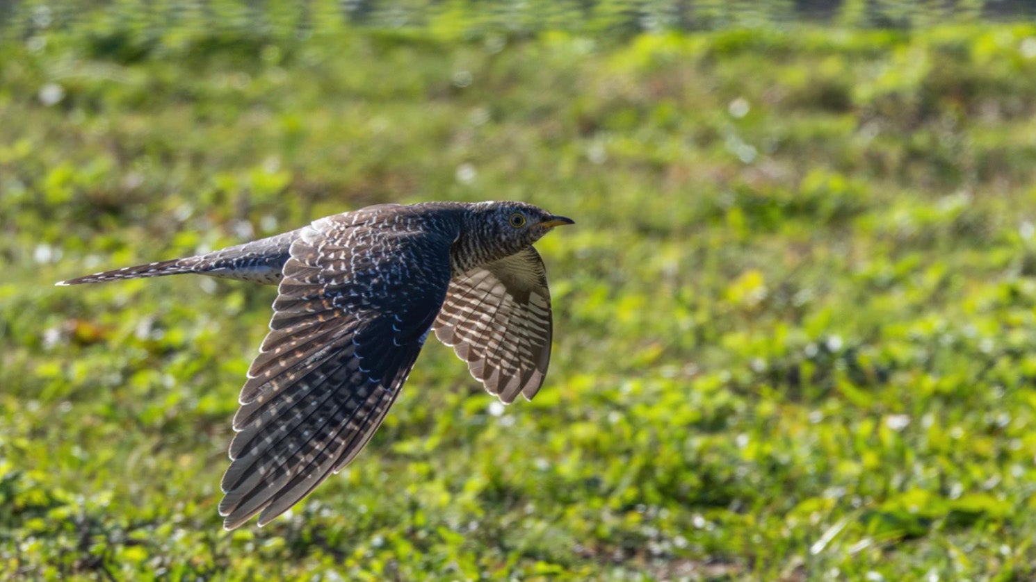 First-Ever Common Cuckoo Spotted in New York Sparks Birding Frenzy