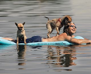 Why Are They Called the 'Dog Days' of Summer?