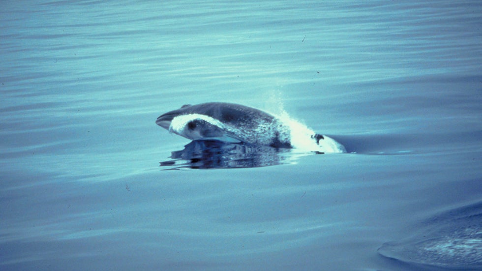 Unusual California Whale Sightings Gray Whales, Blue Whales, Killer