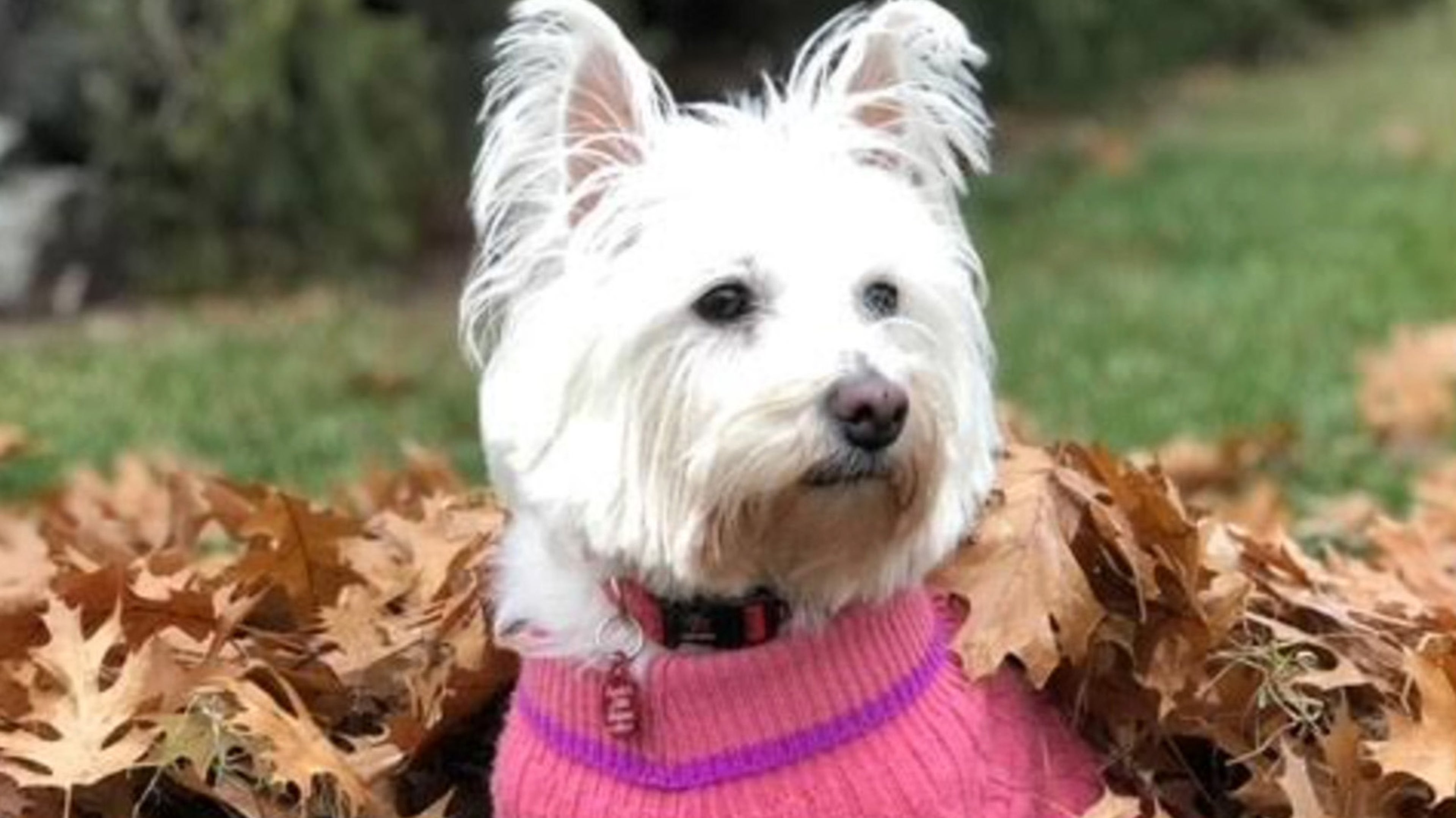daisy, a white dog with a sweater