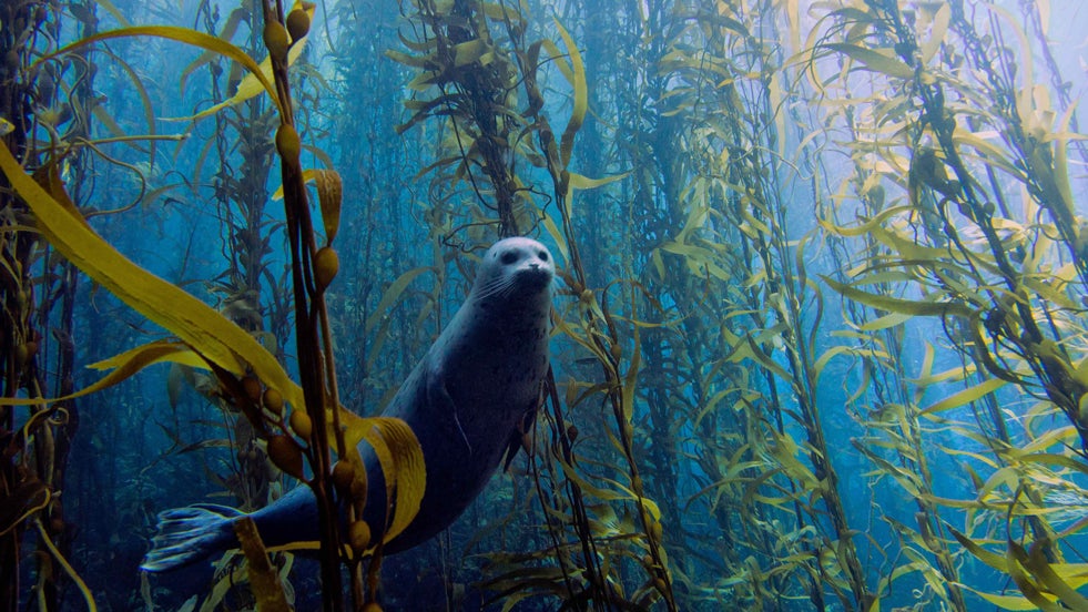 Photos Capture Stunning Underwater Life