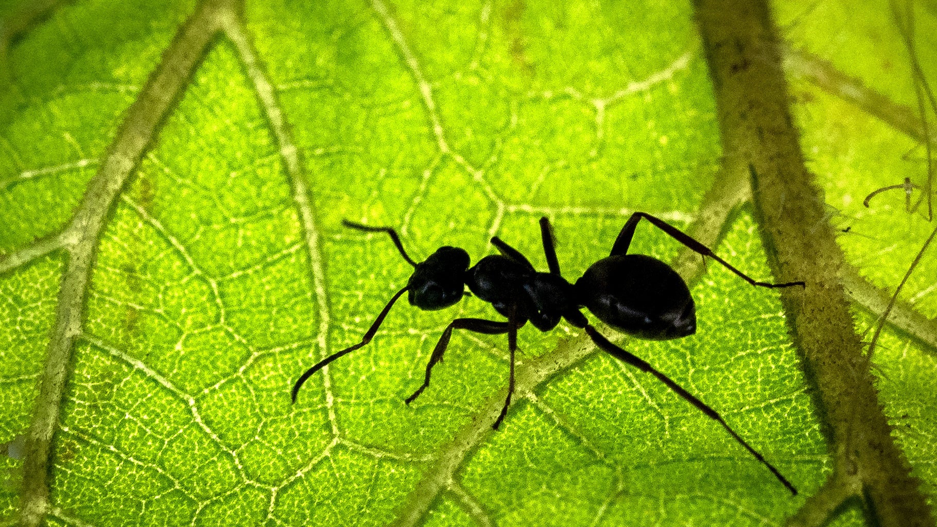 Forschende schätzen So viele Ameisen besiedeln die Erde