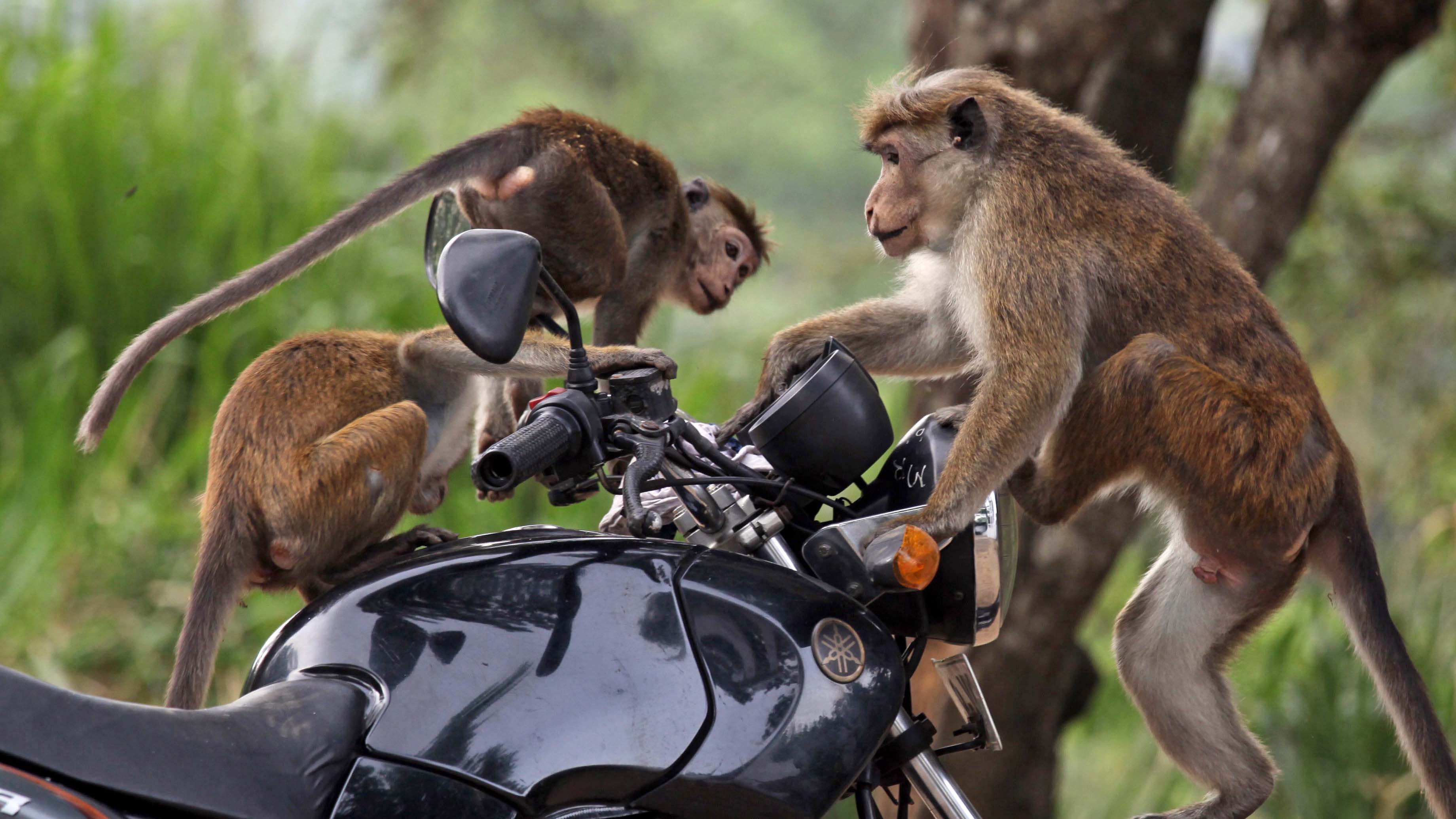 Sri Lanka will 100.000 Affen nach China exportieren