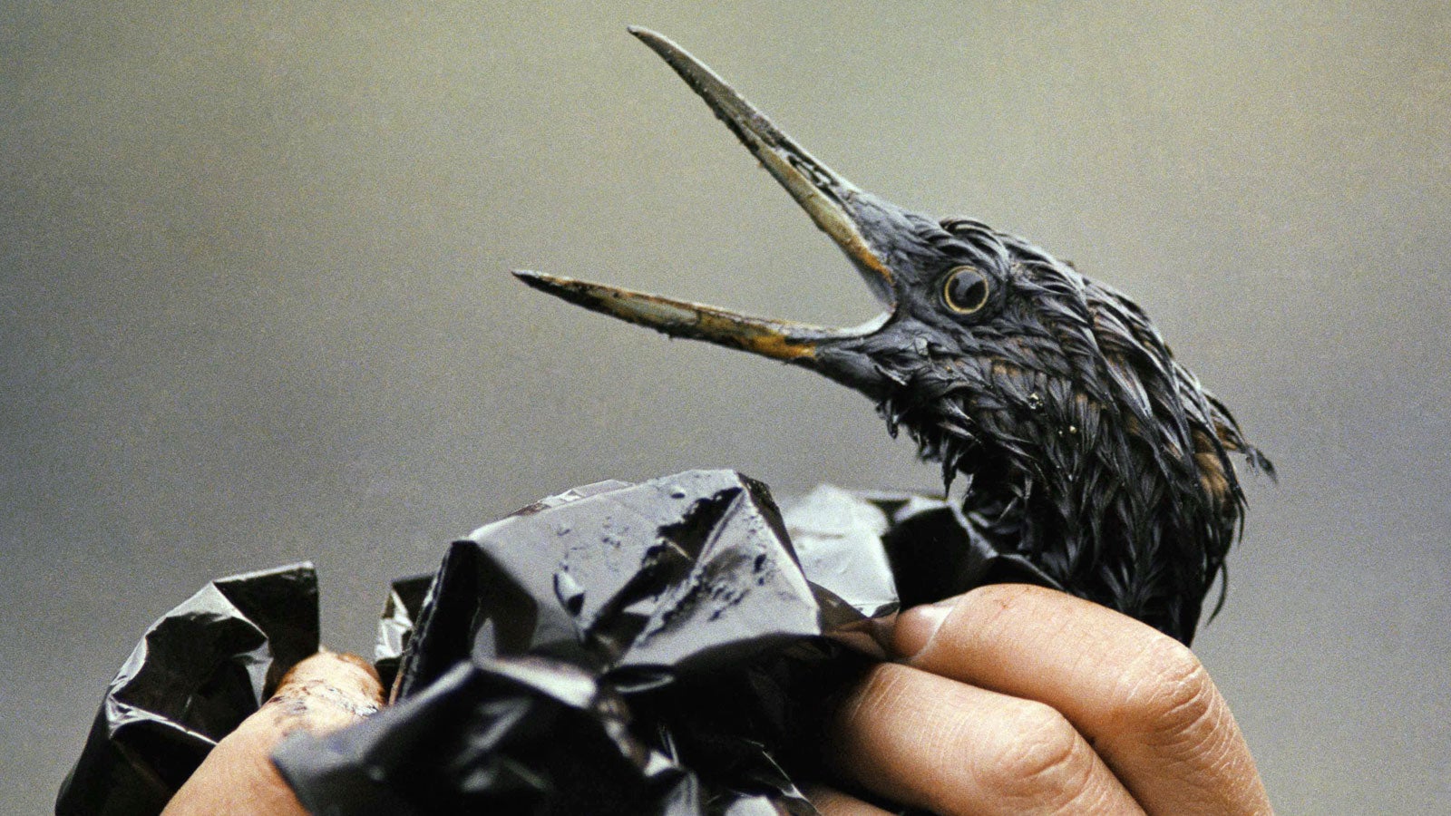 30 Jahre nach „Exxon Valdez“Havarie Öl hält sich