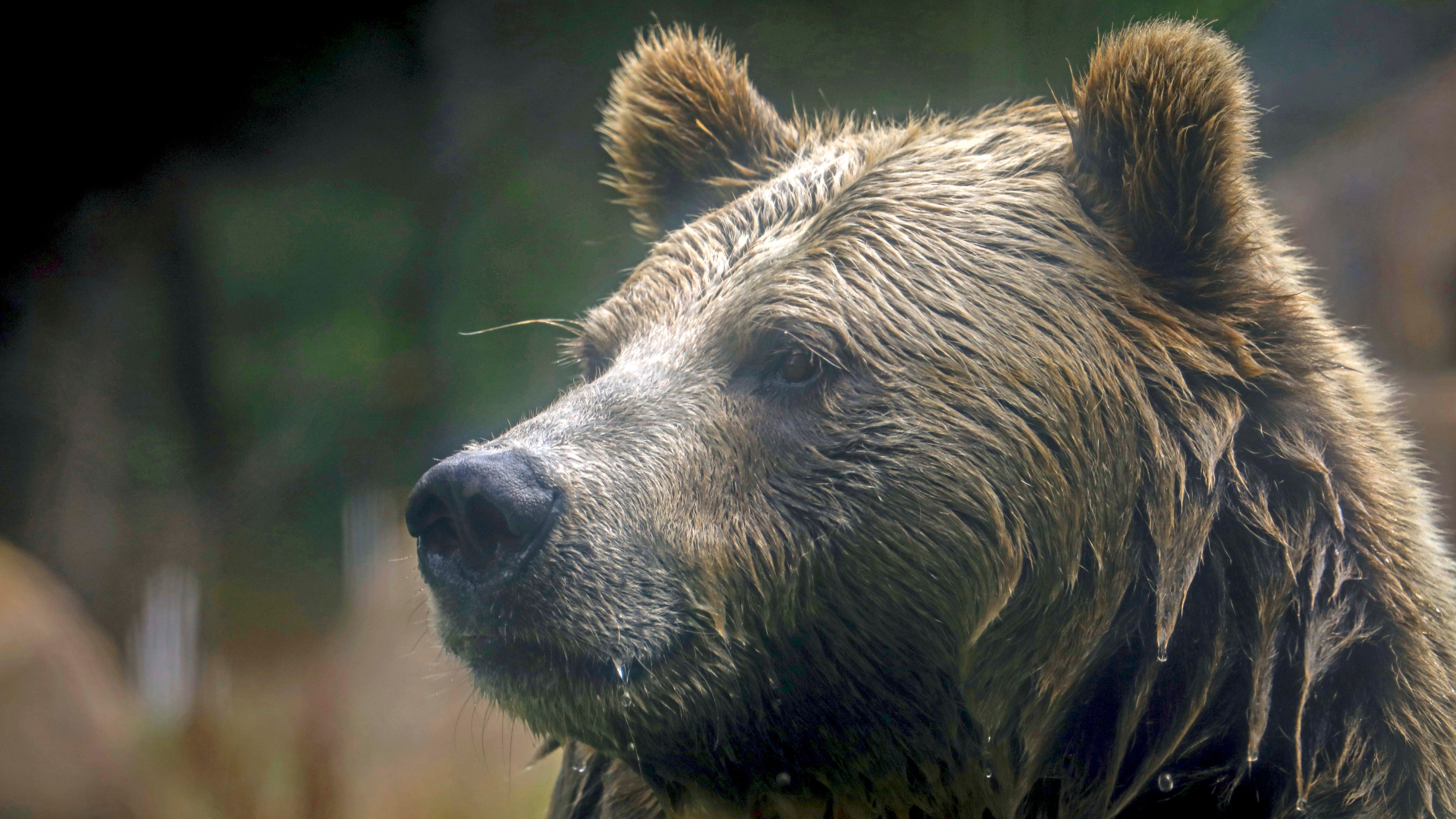 Grizzlybär tötet Wanderin nahe YellowstoneNationalpark