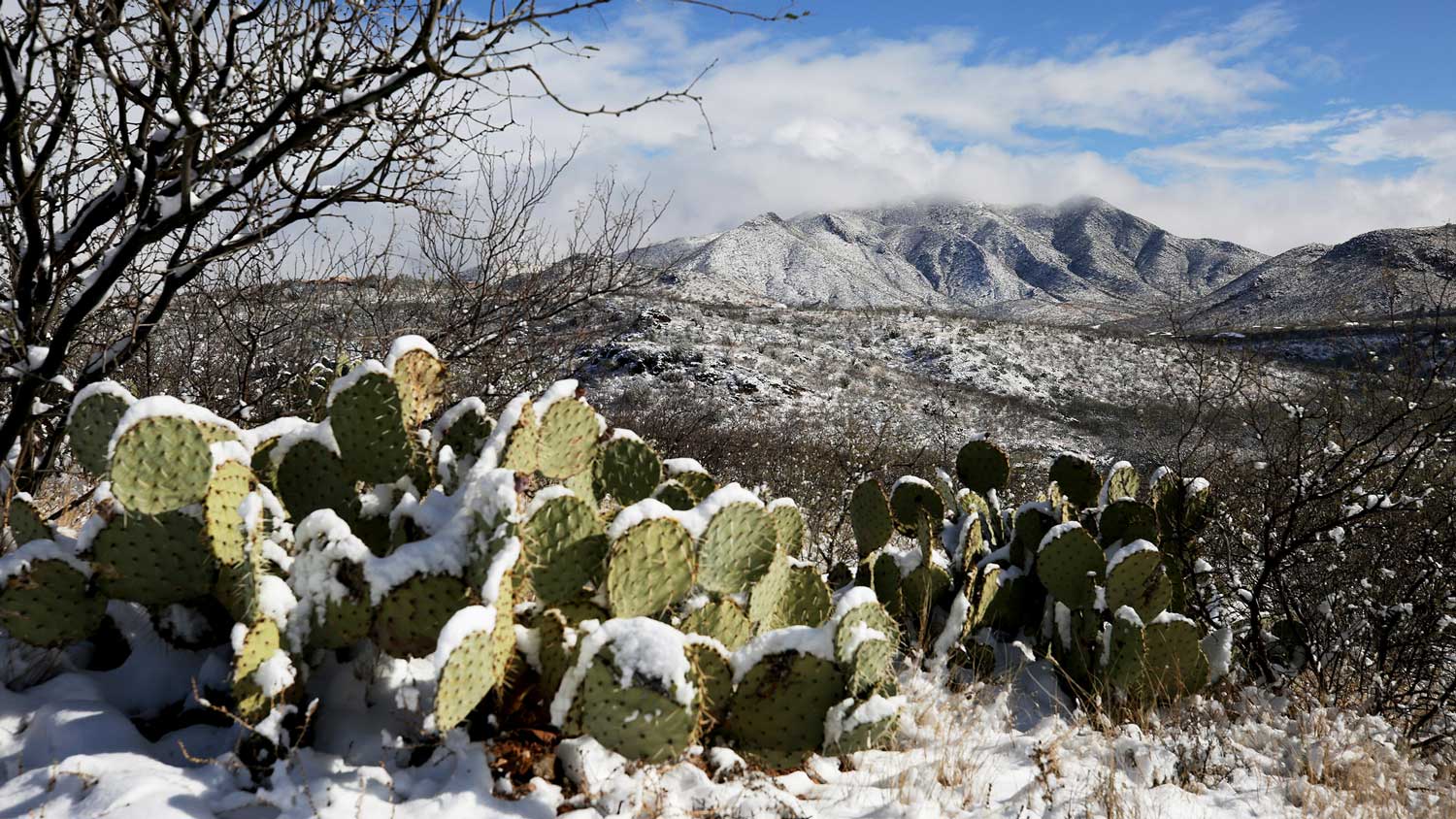 Winterwonderland USA Schnee fällt in der Wüste von Arizona The