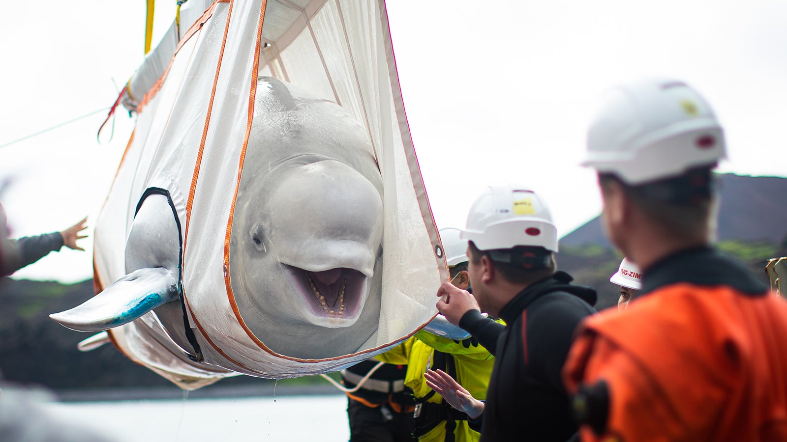 Beluga Lentil Caviar Is A Luxurious Snack On A Picnic Budget