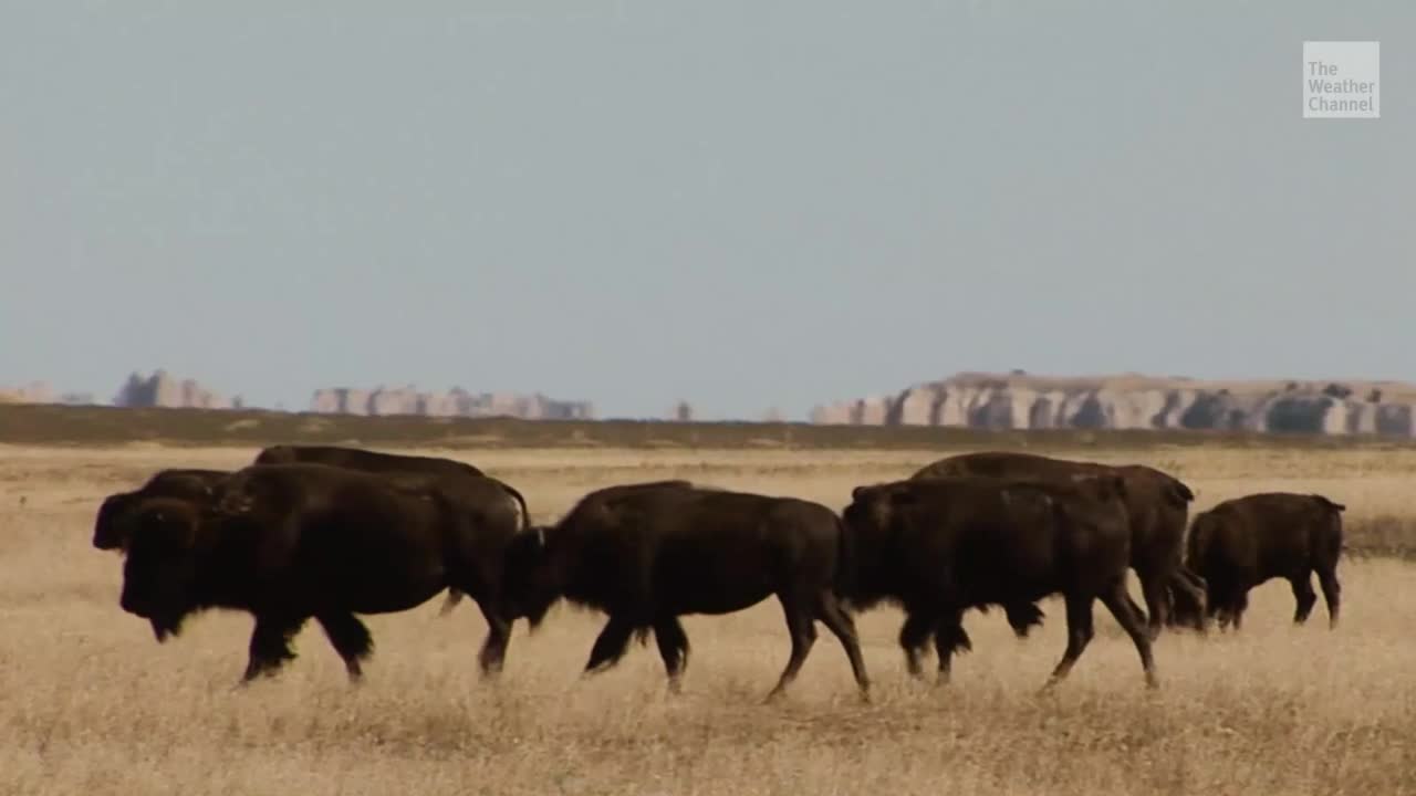 Nach über 100 Jahren Bisons bekommen ihre Heimat zurück The Weather