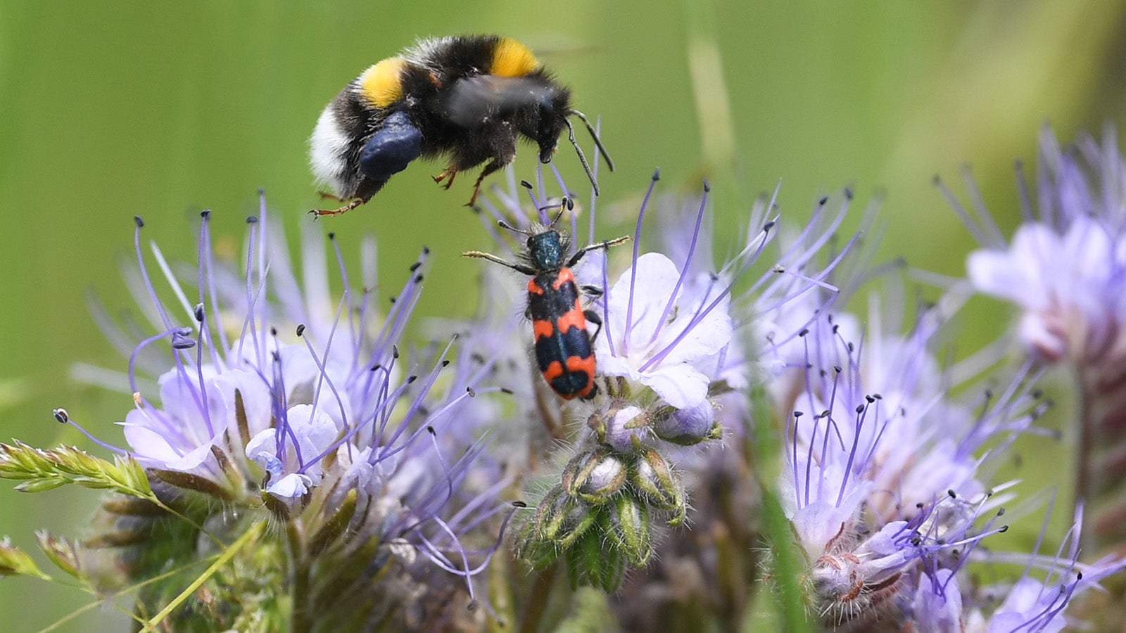 Blühflächen für Insekten: Zwei Millionen Euro für mehr Artenvielfalt